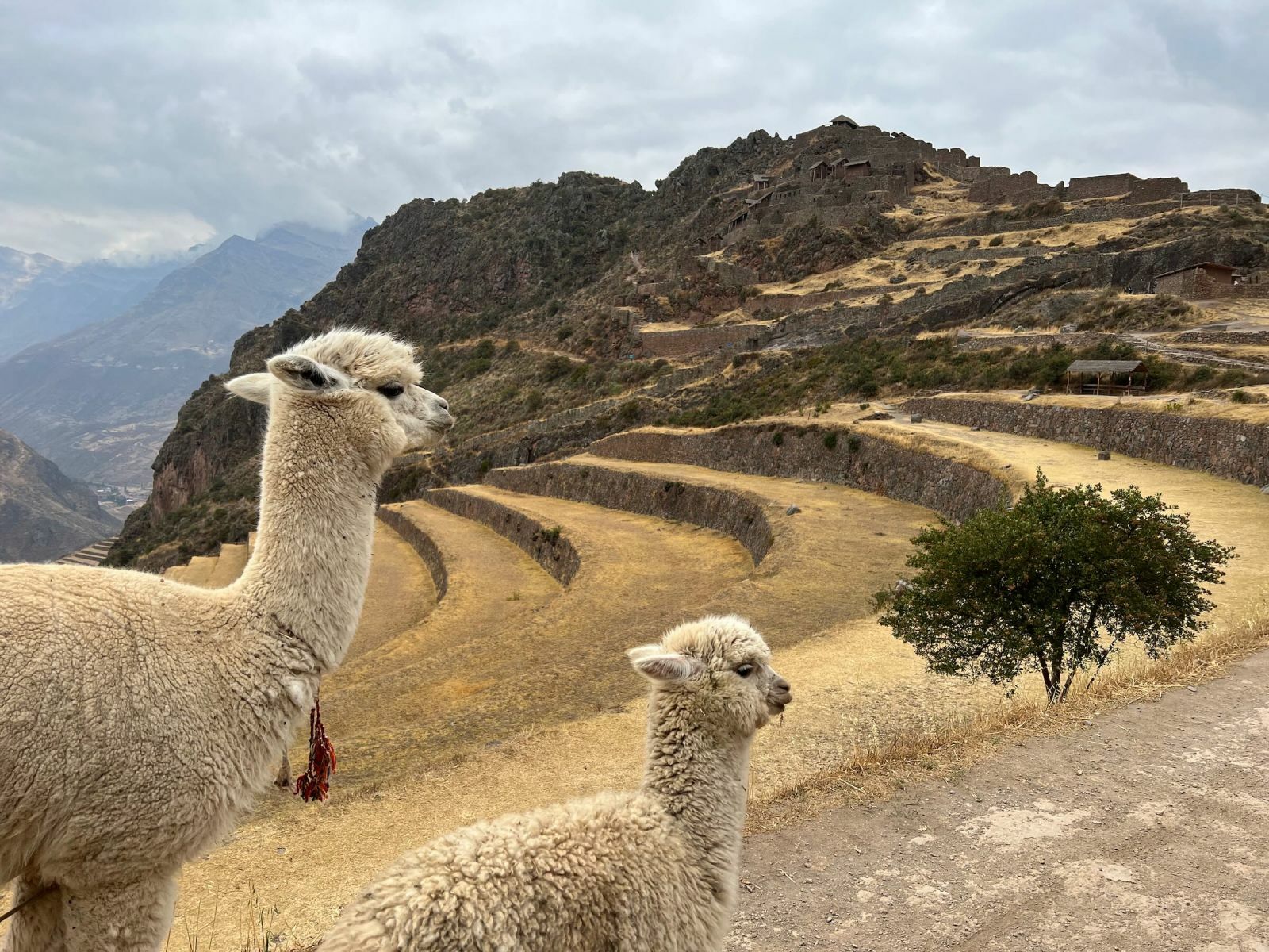 Pisac - nossas dicas de um sítio arqueológico impressionante no Peru ...