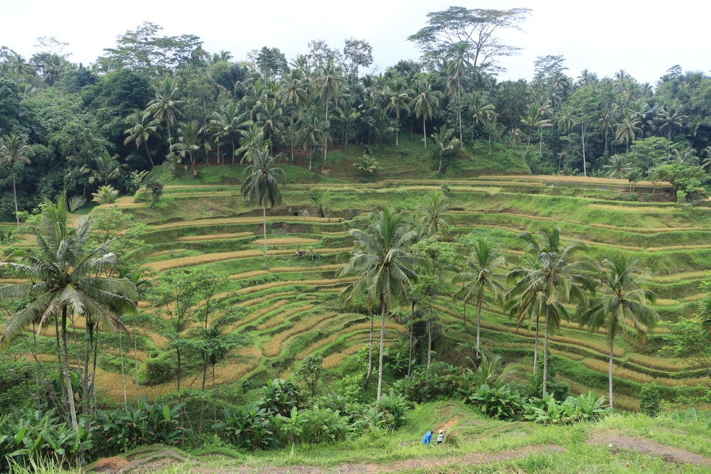 Tegalalang-rice-terraces