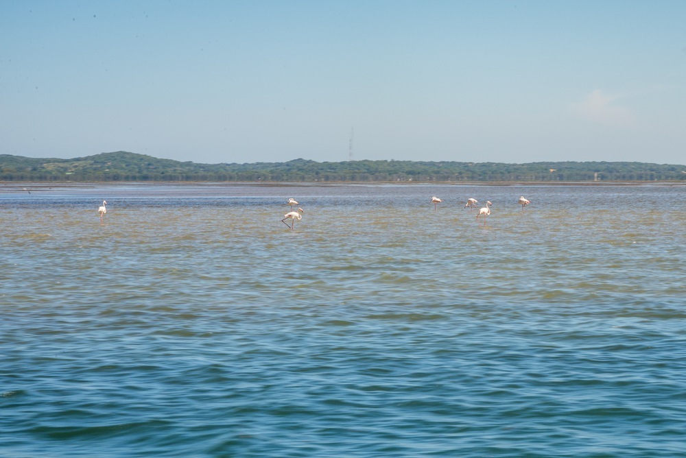 Avistamos-flamingos-na-volta-da-ilha-da-inhaca