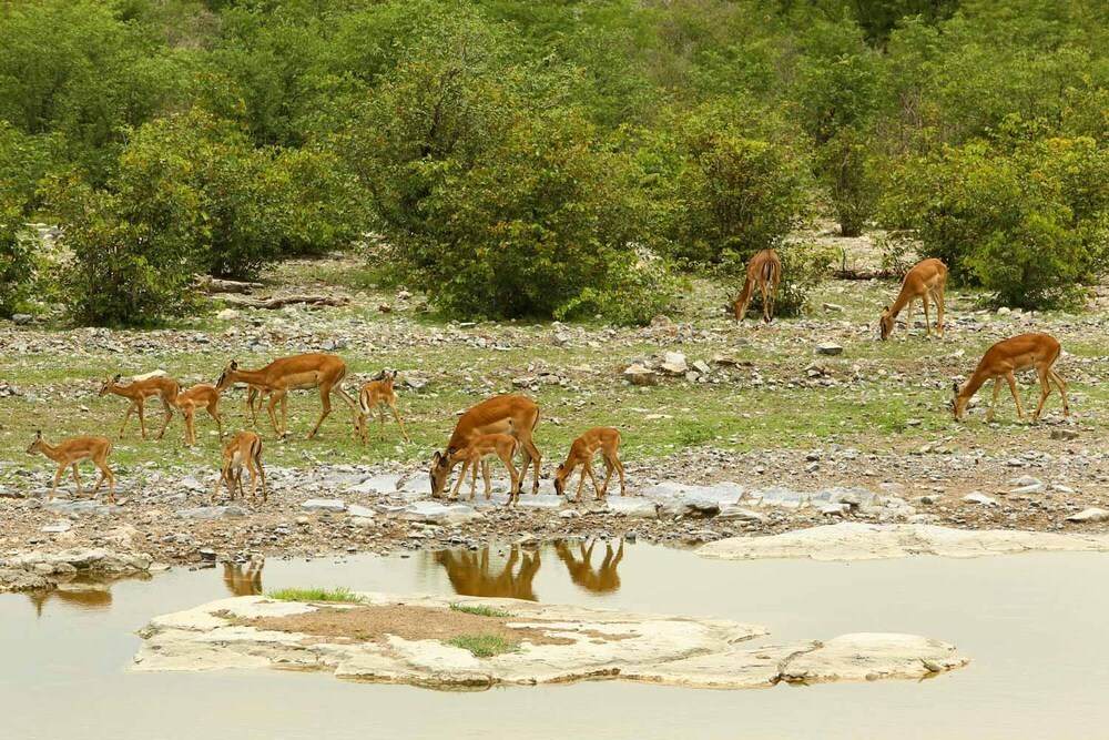 Etosha-national-park