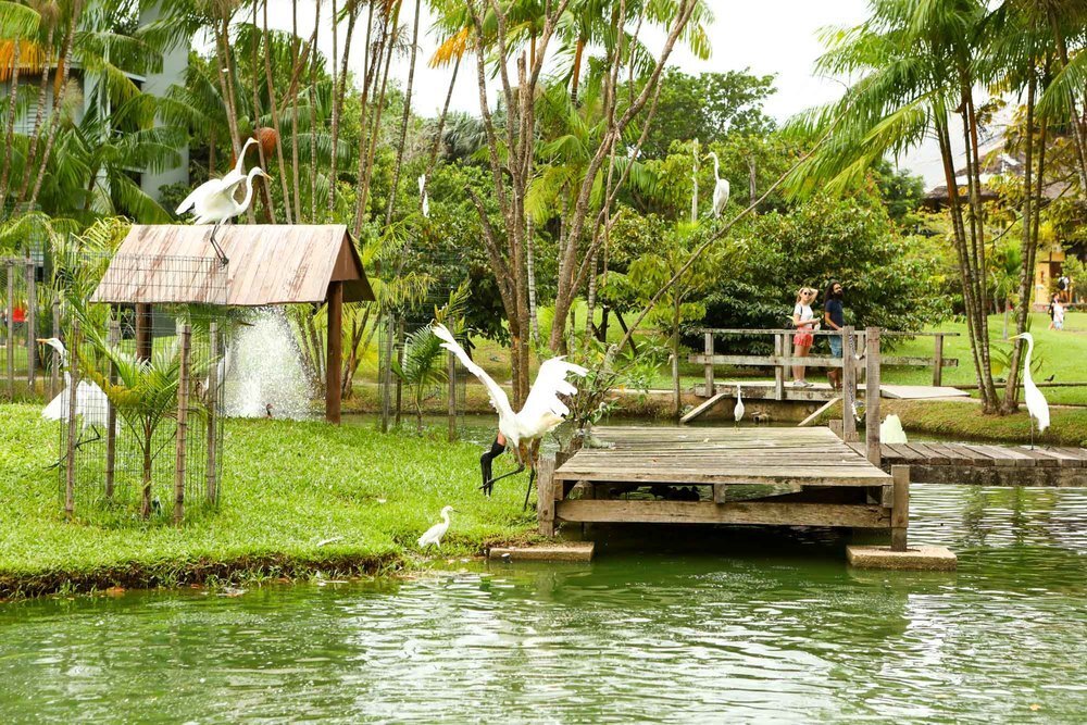 Mangal das garças - Belém - Pará, nilsonccb