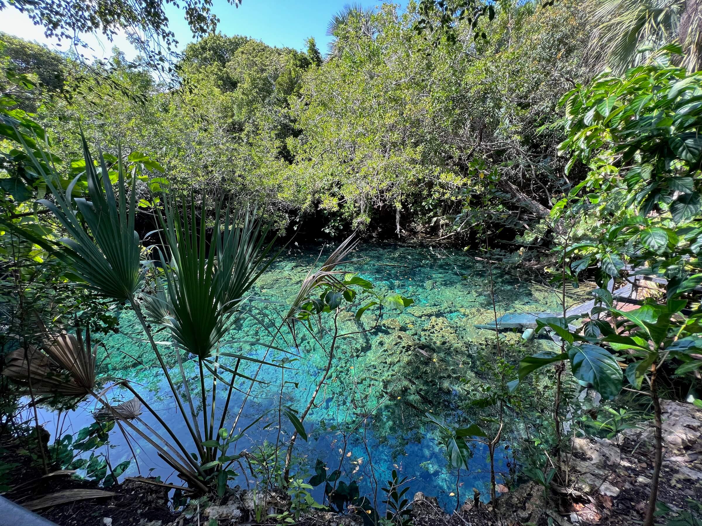 Cenotes Ojos Indígenas