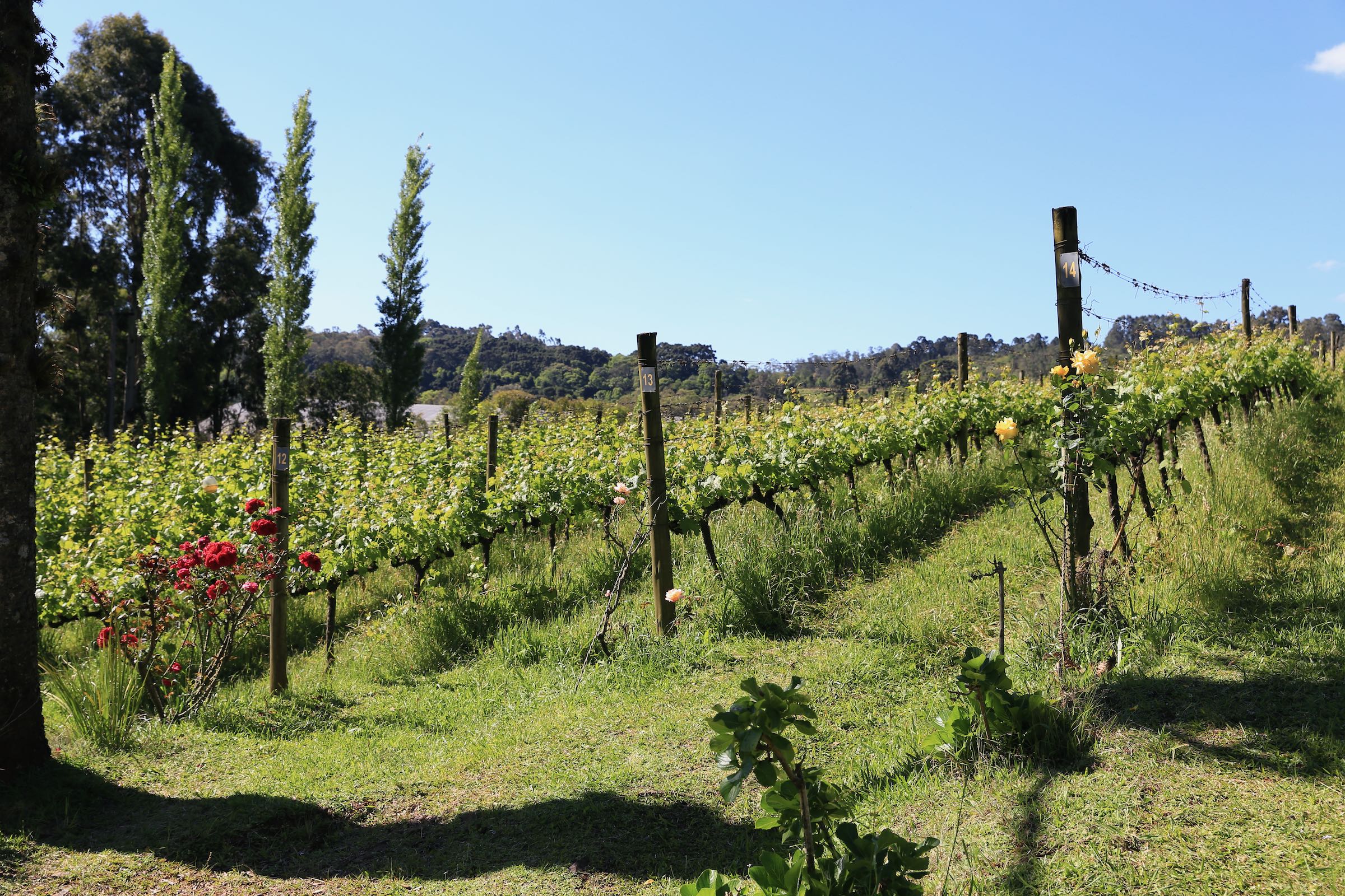 Vinícola Ravanello em Gramado – Dica de tour e degustação