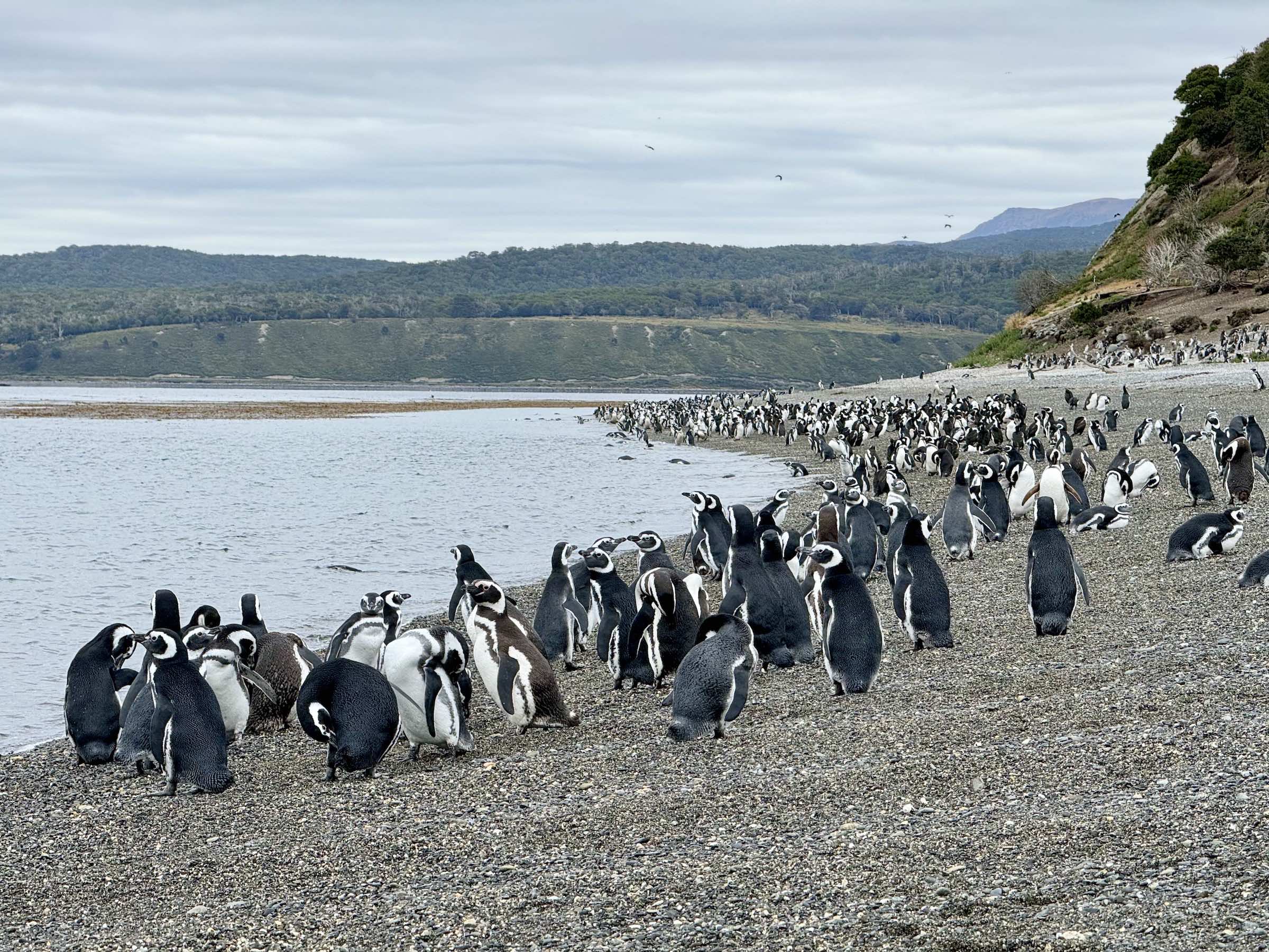 Isla Martillo - Pinguinera do Ushuaia