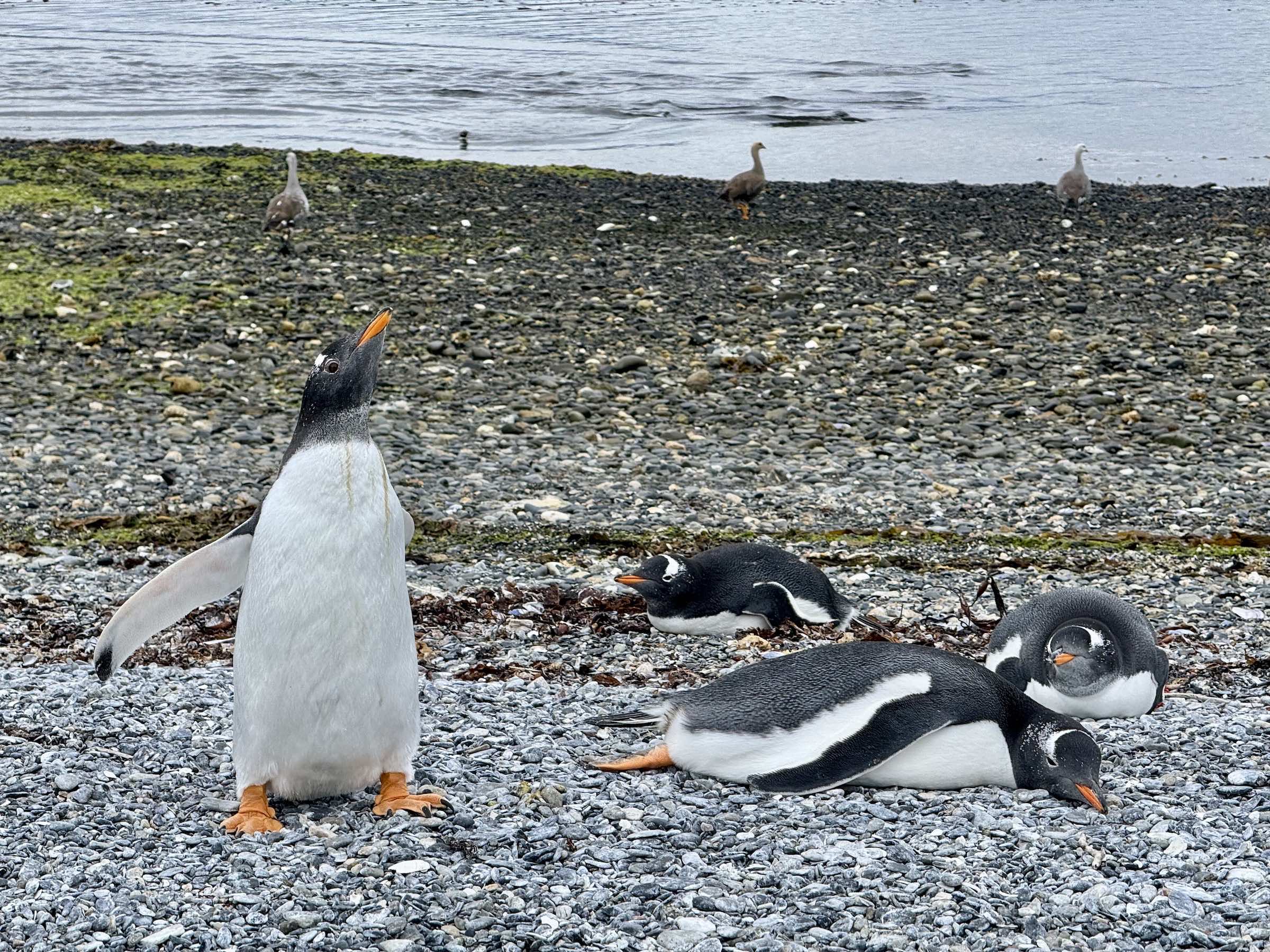 Isla Martillo - Pinguinera do Ushuaia