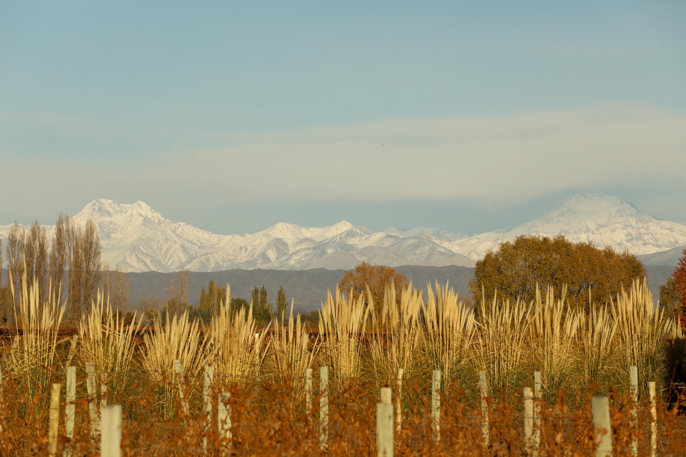 Mendoza