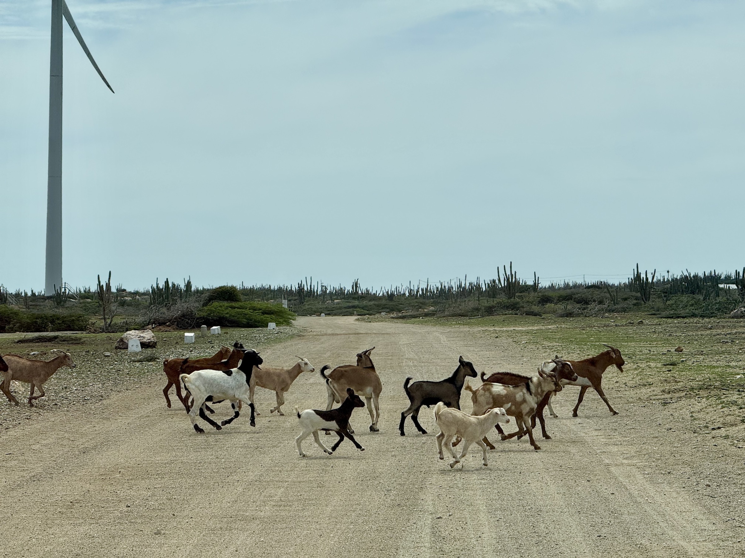 Passeios em Aruba