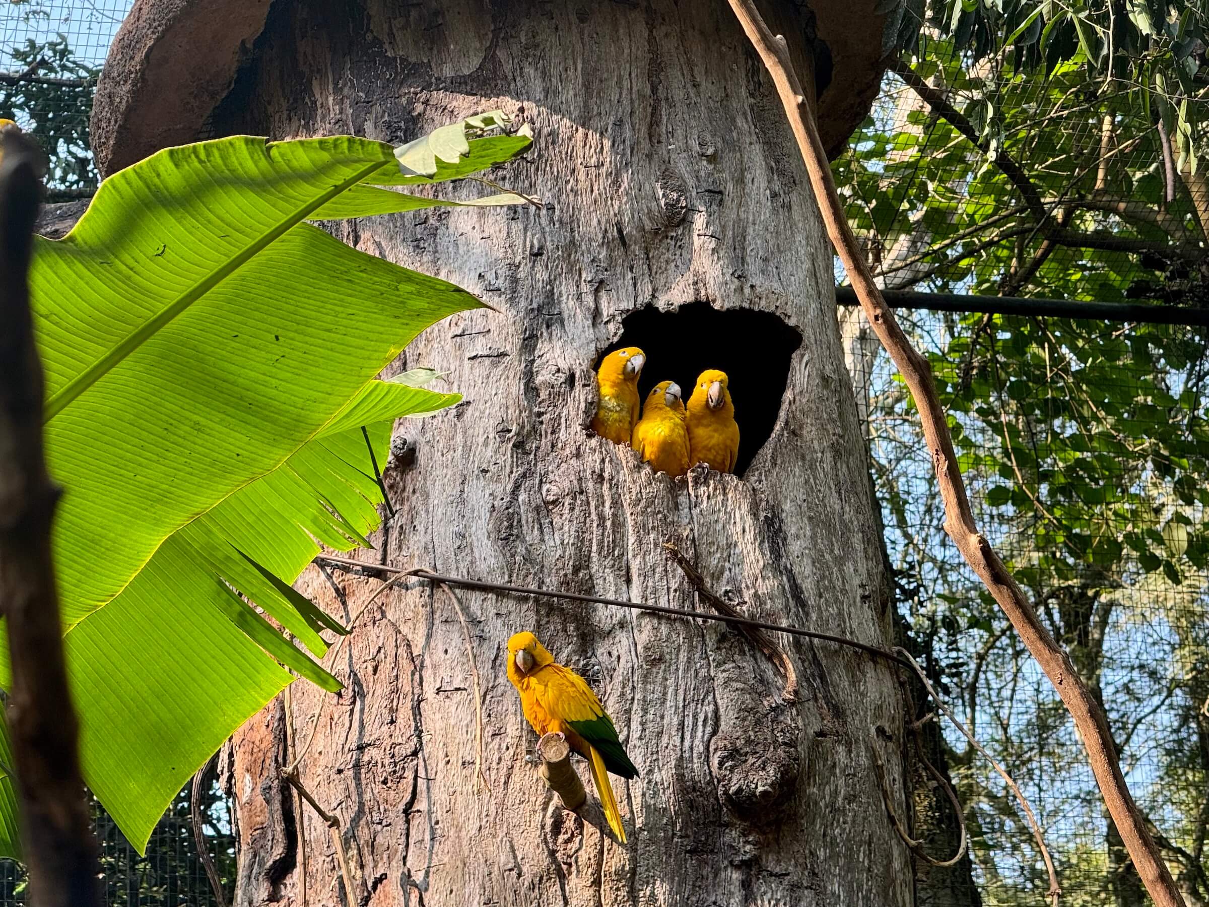 Parque das Aves