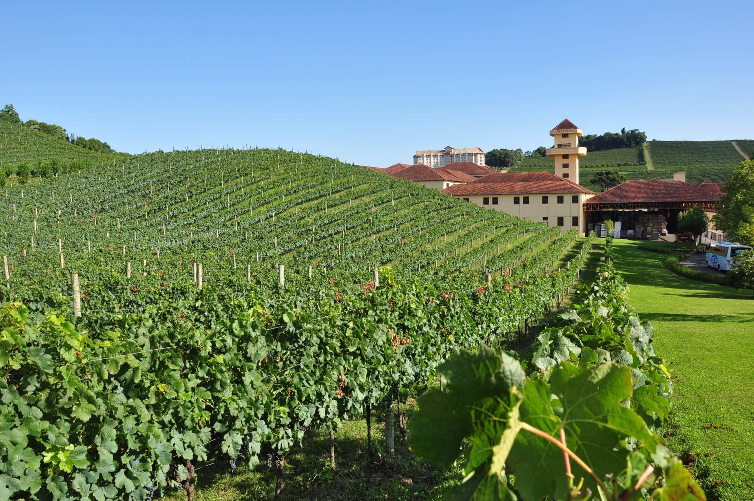 Vale dos Vinhedos