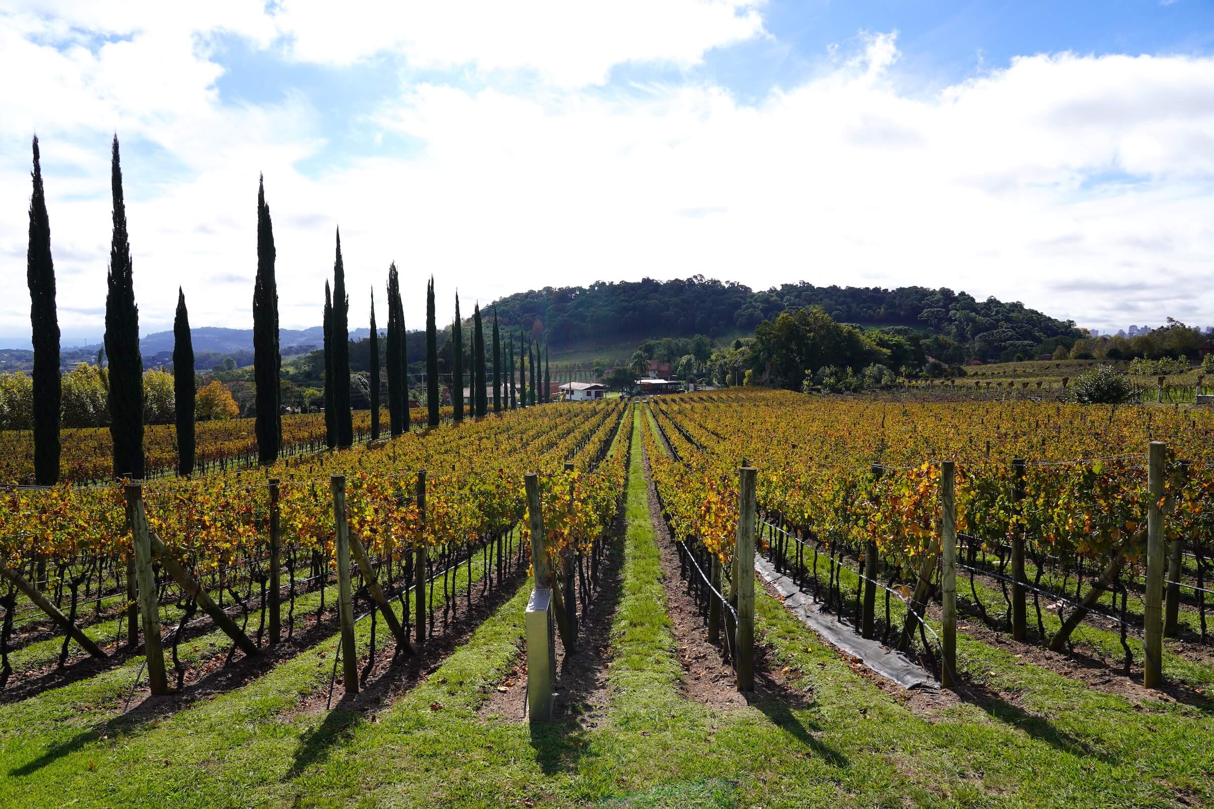 Vinícolas em Bento Gonçalves