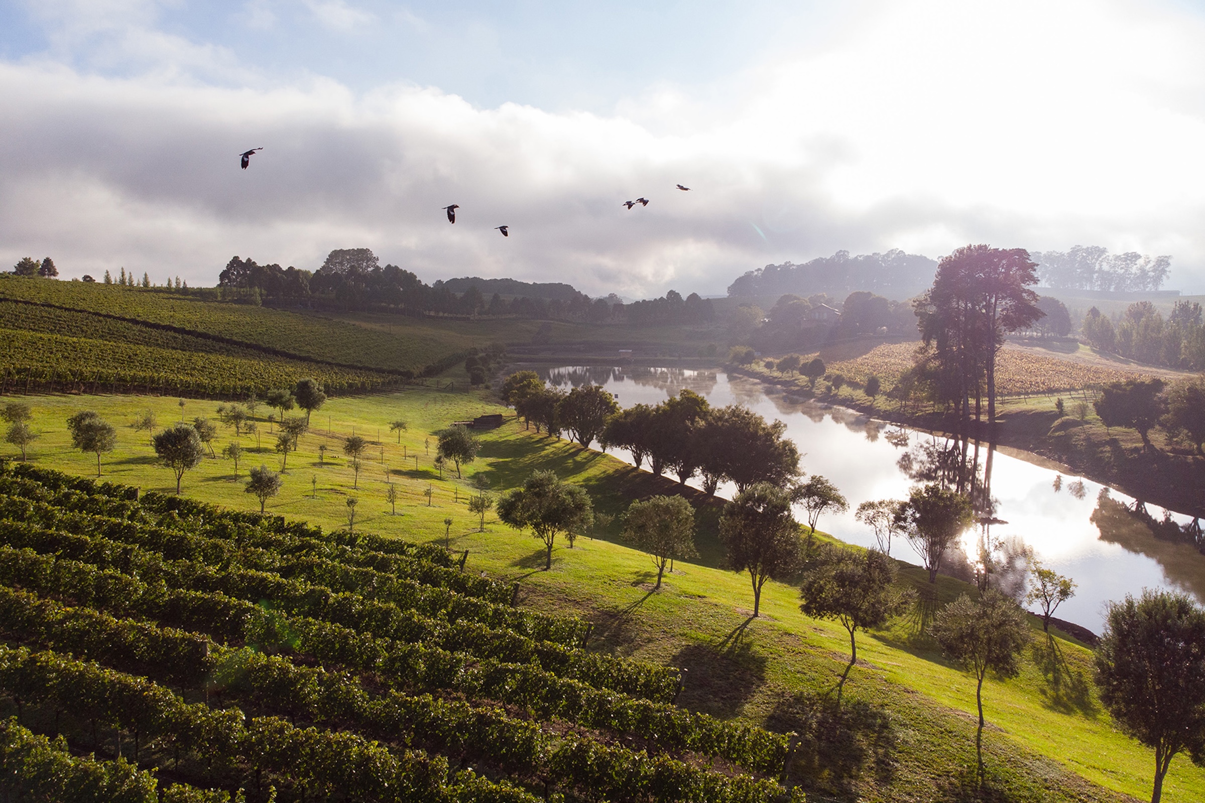Vinícolas em Bento Gonçalves