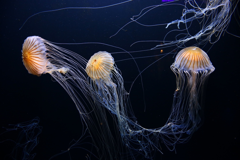 Aquarium of the Bay