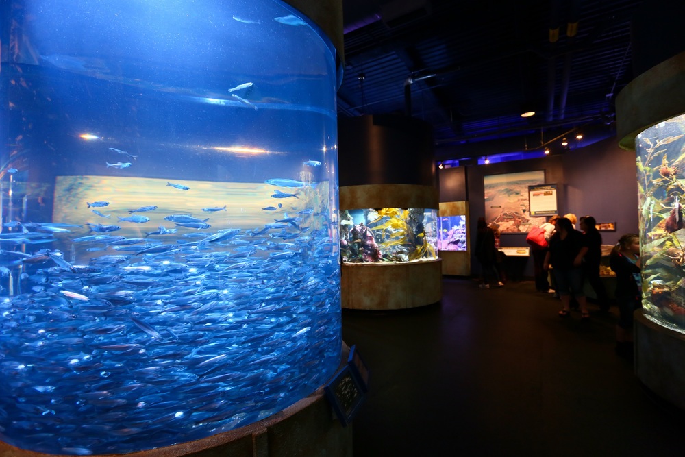 Aquarium of the Bay