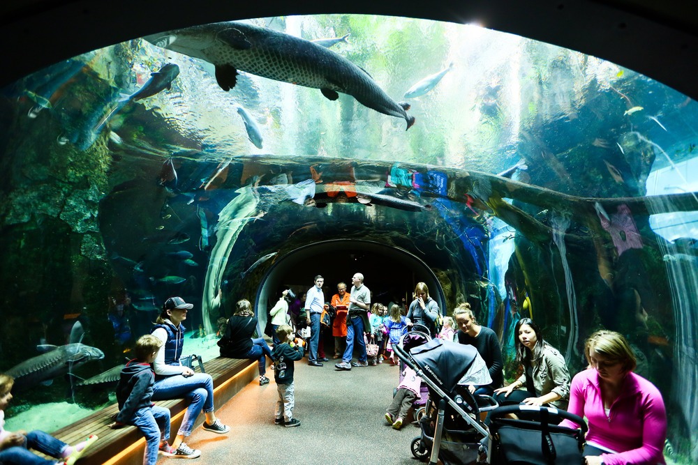 California Academy of Sciences