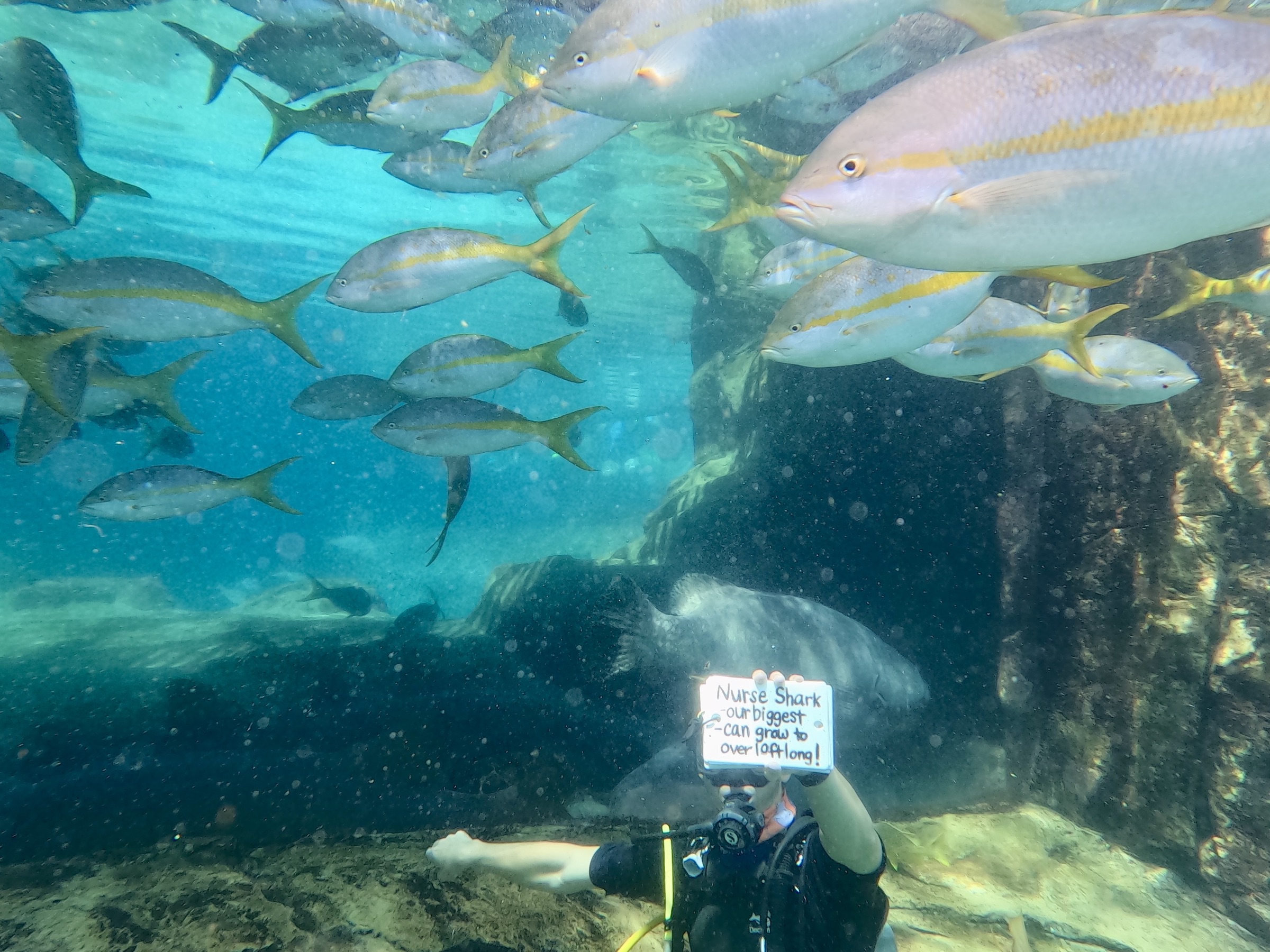 Discovery Cove