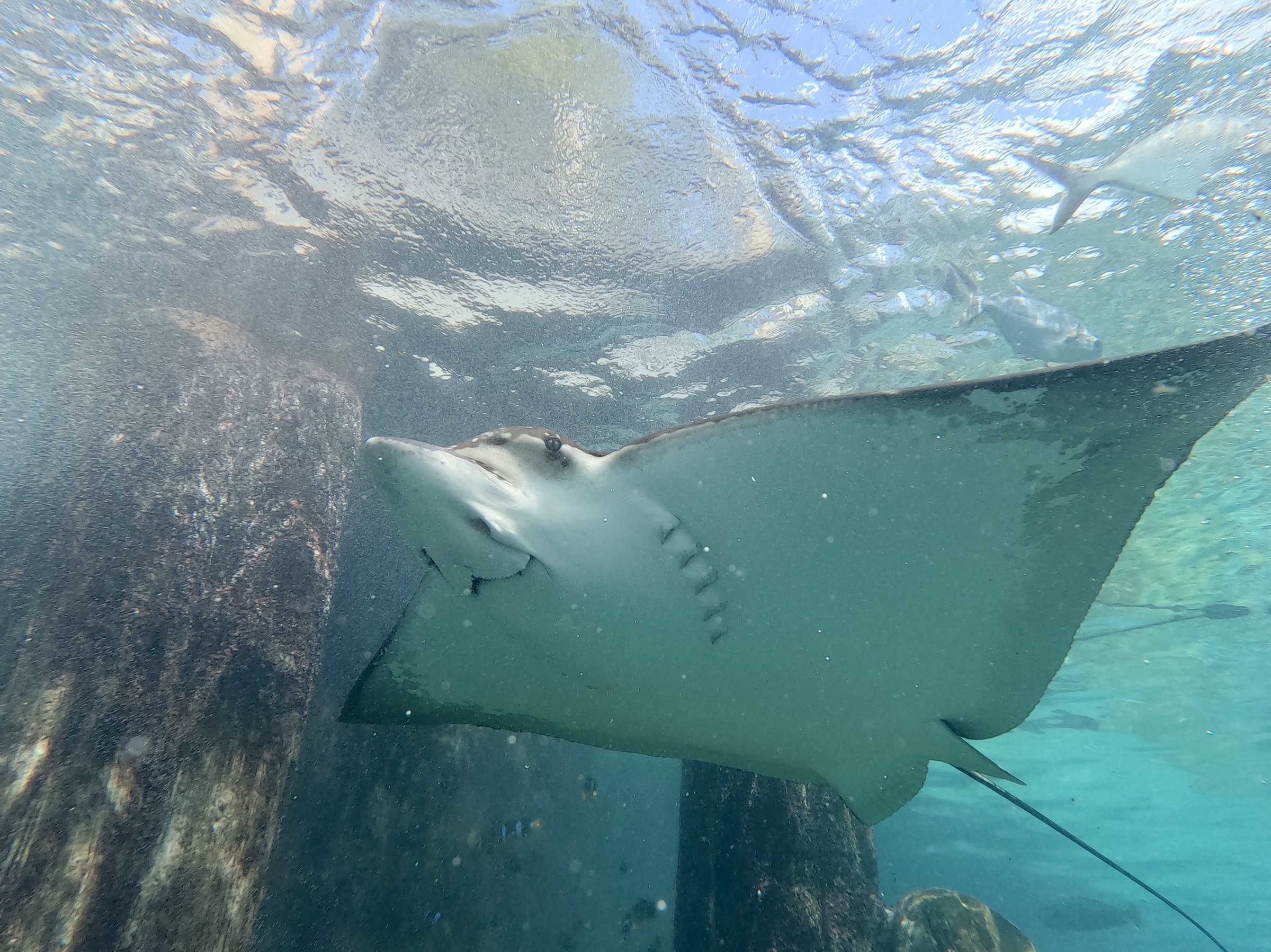 Discovery Cove