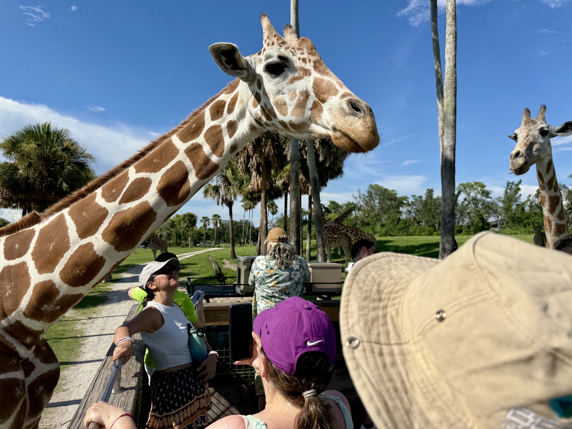 Busch Gardens Tampa