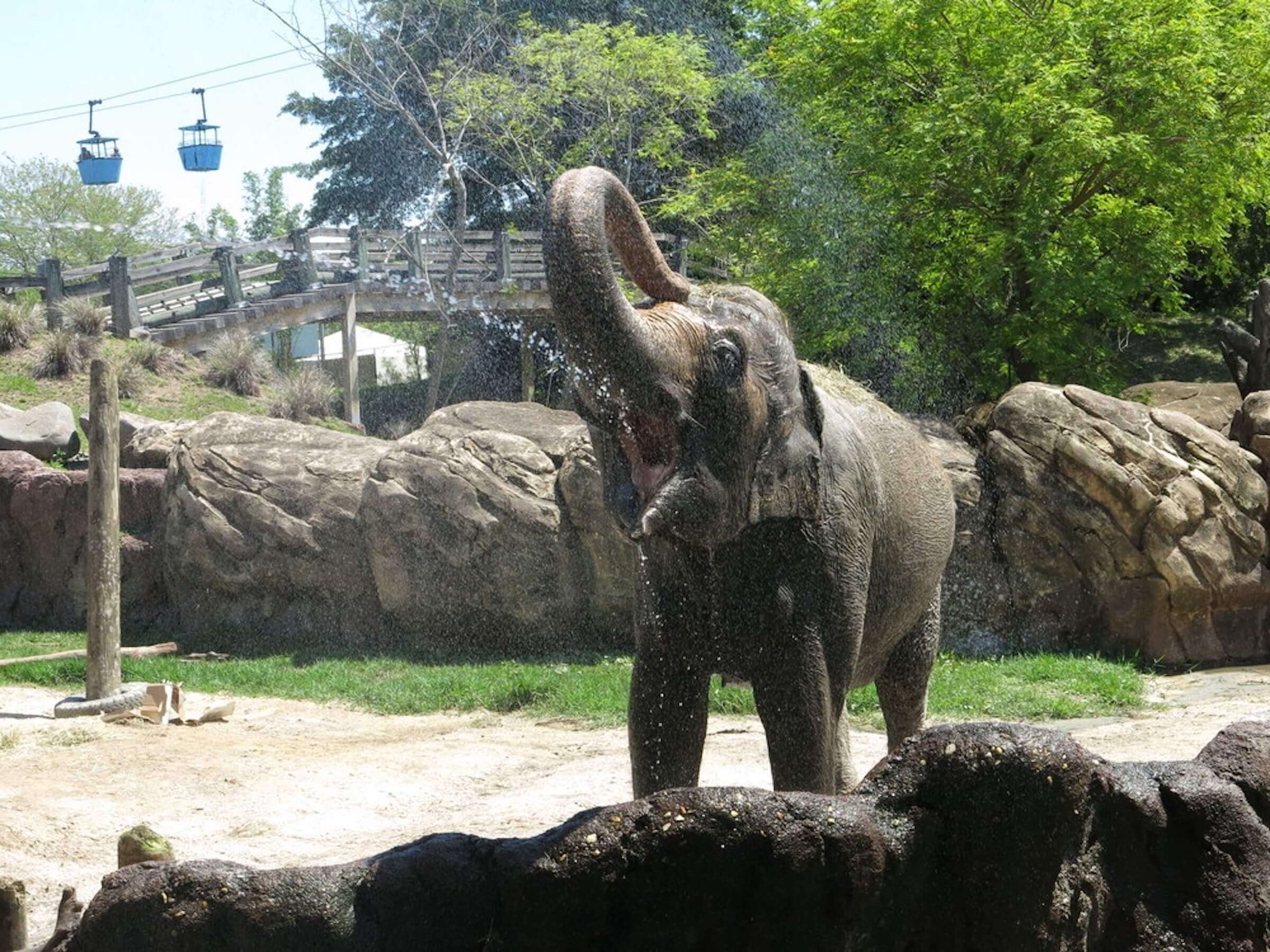 Busch Gardens Tampa