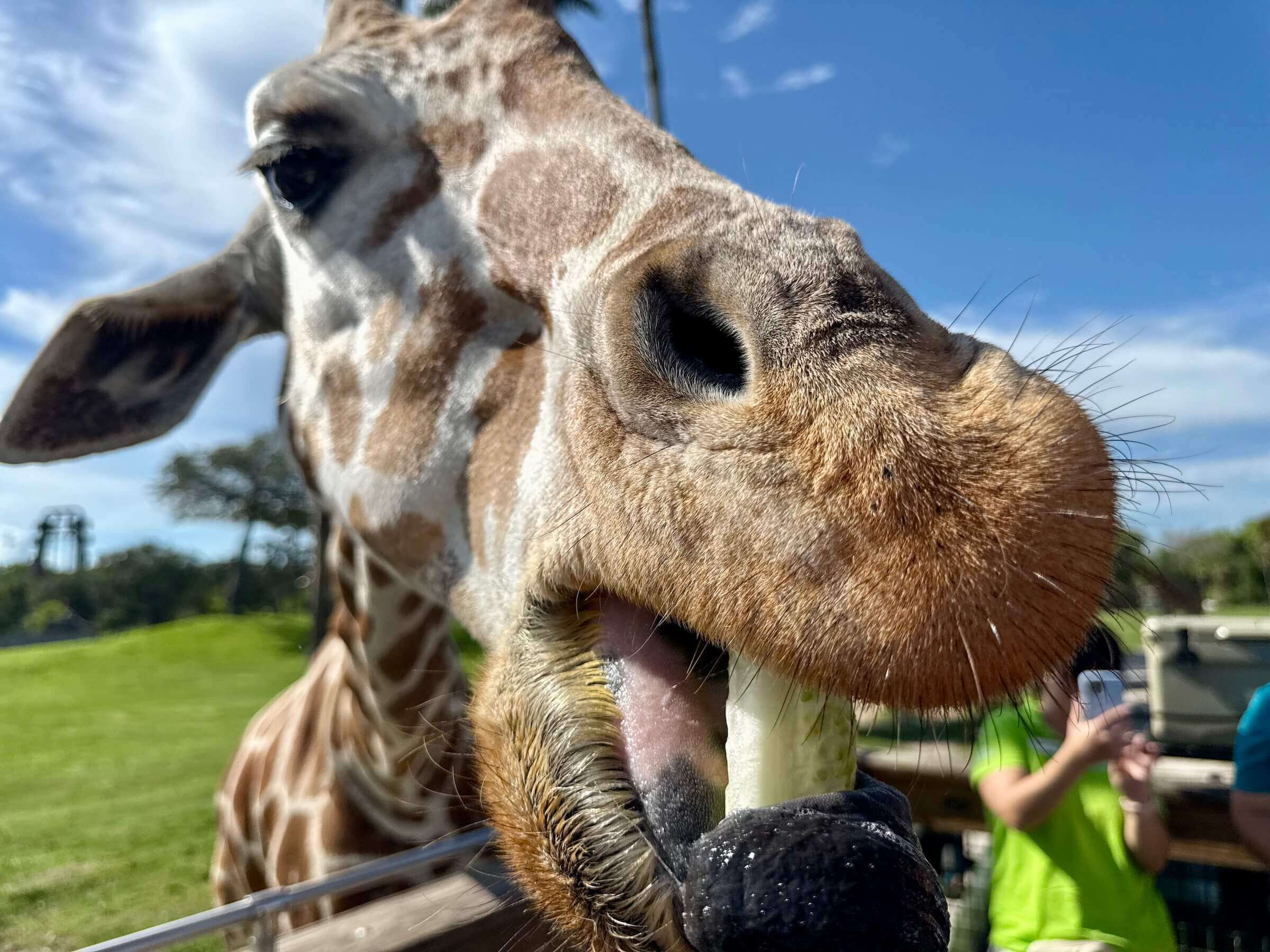 Busch Gardens Tampa