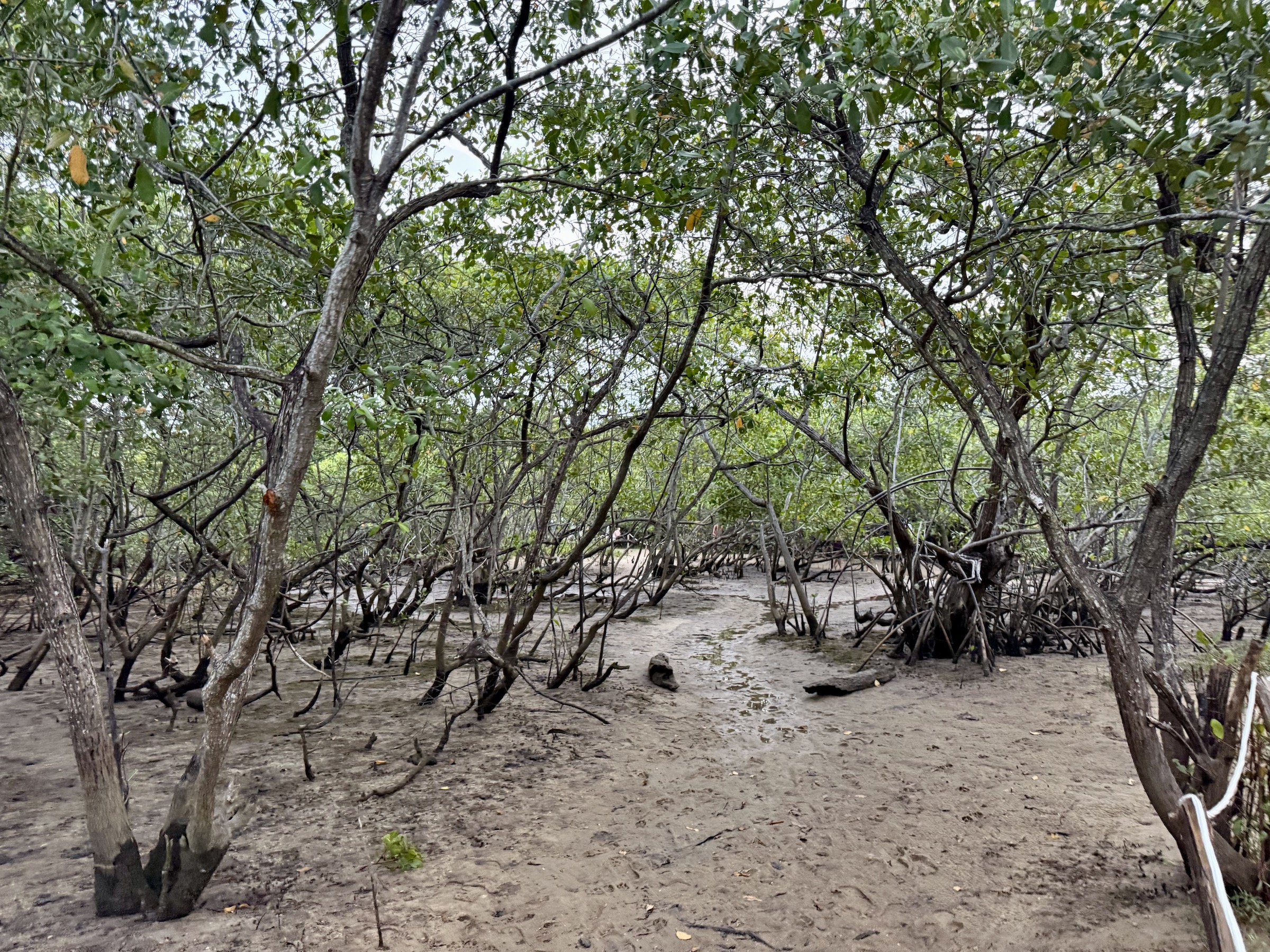 Pontal de Maracaípe