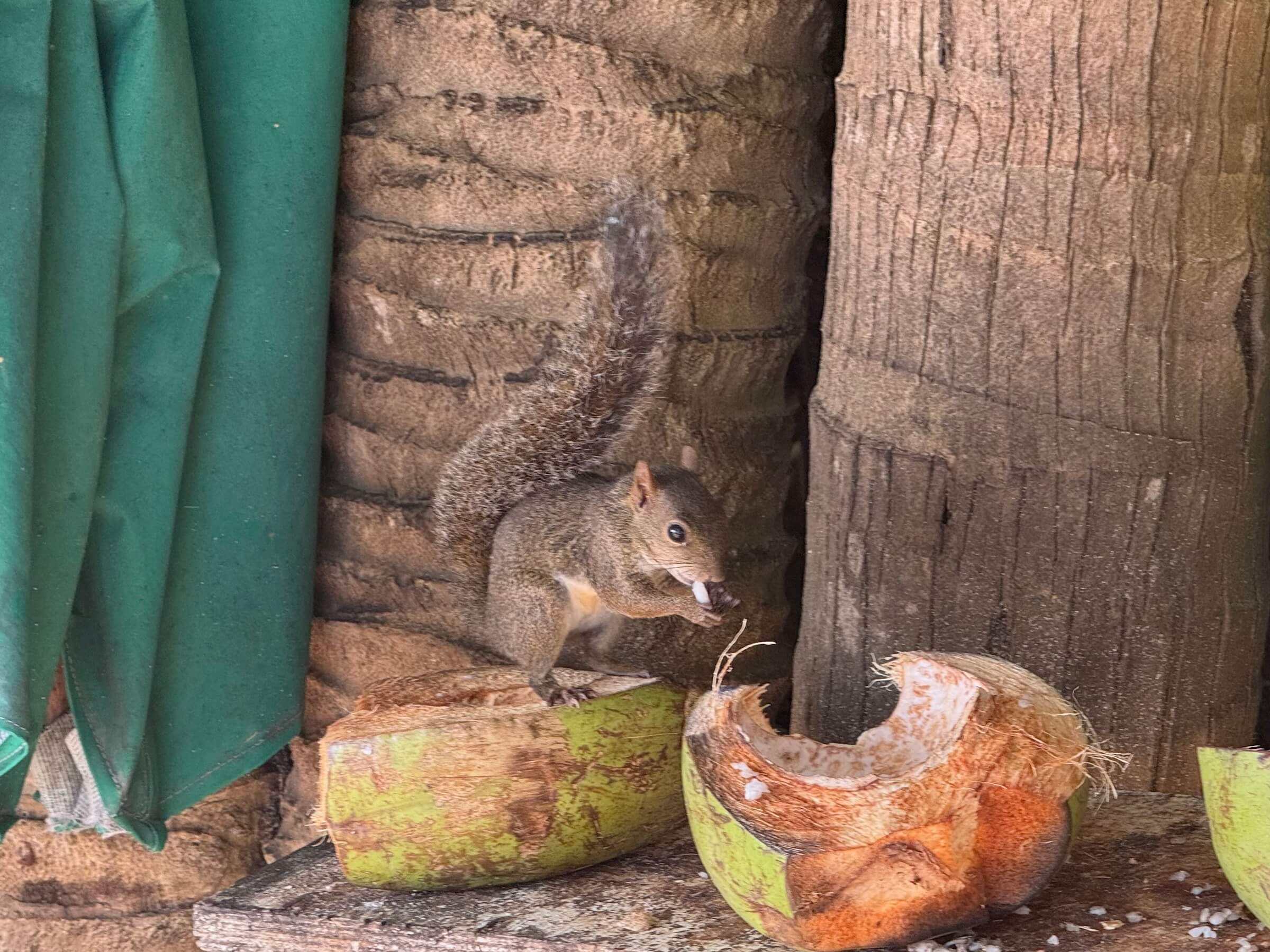 Ilha de Santo Aleixo