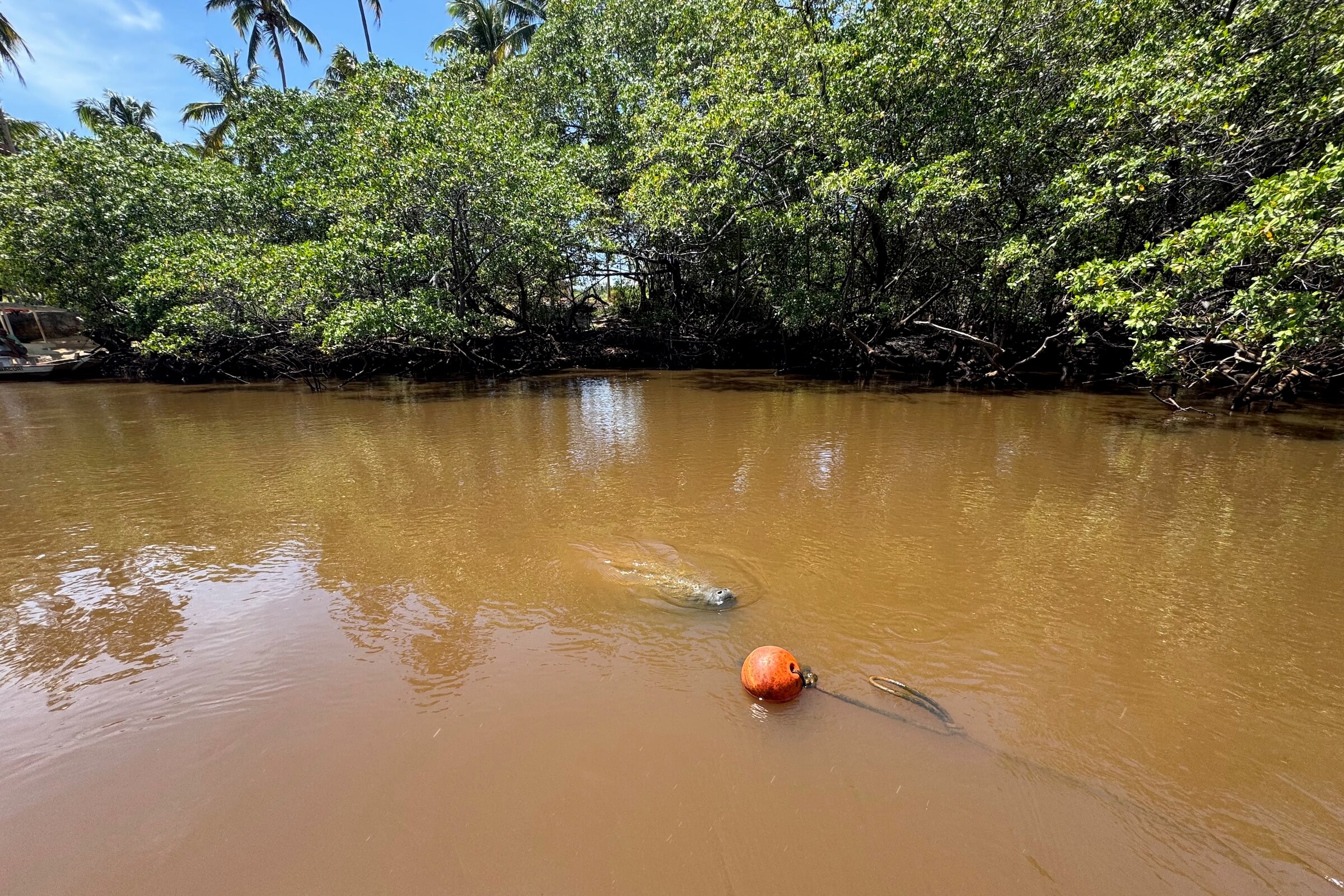 Associação Peixe-Boi