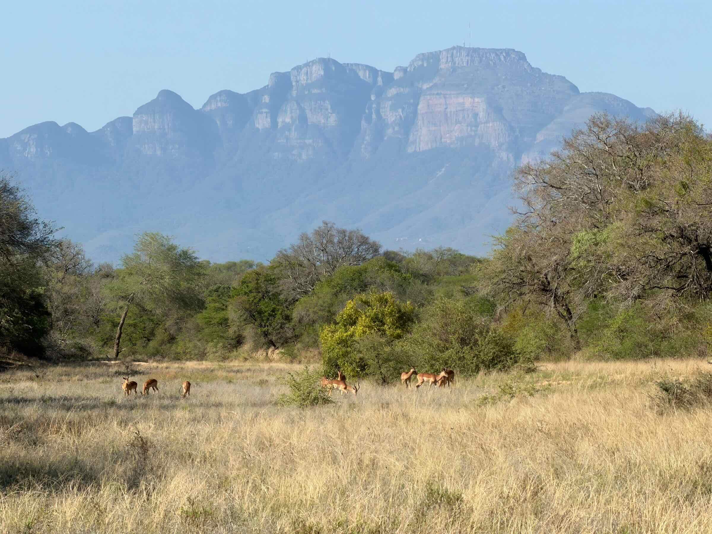 Safári na África do Sul