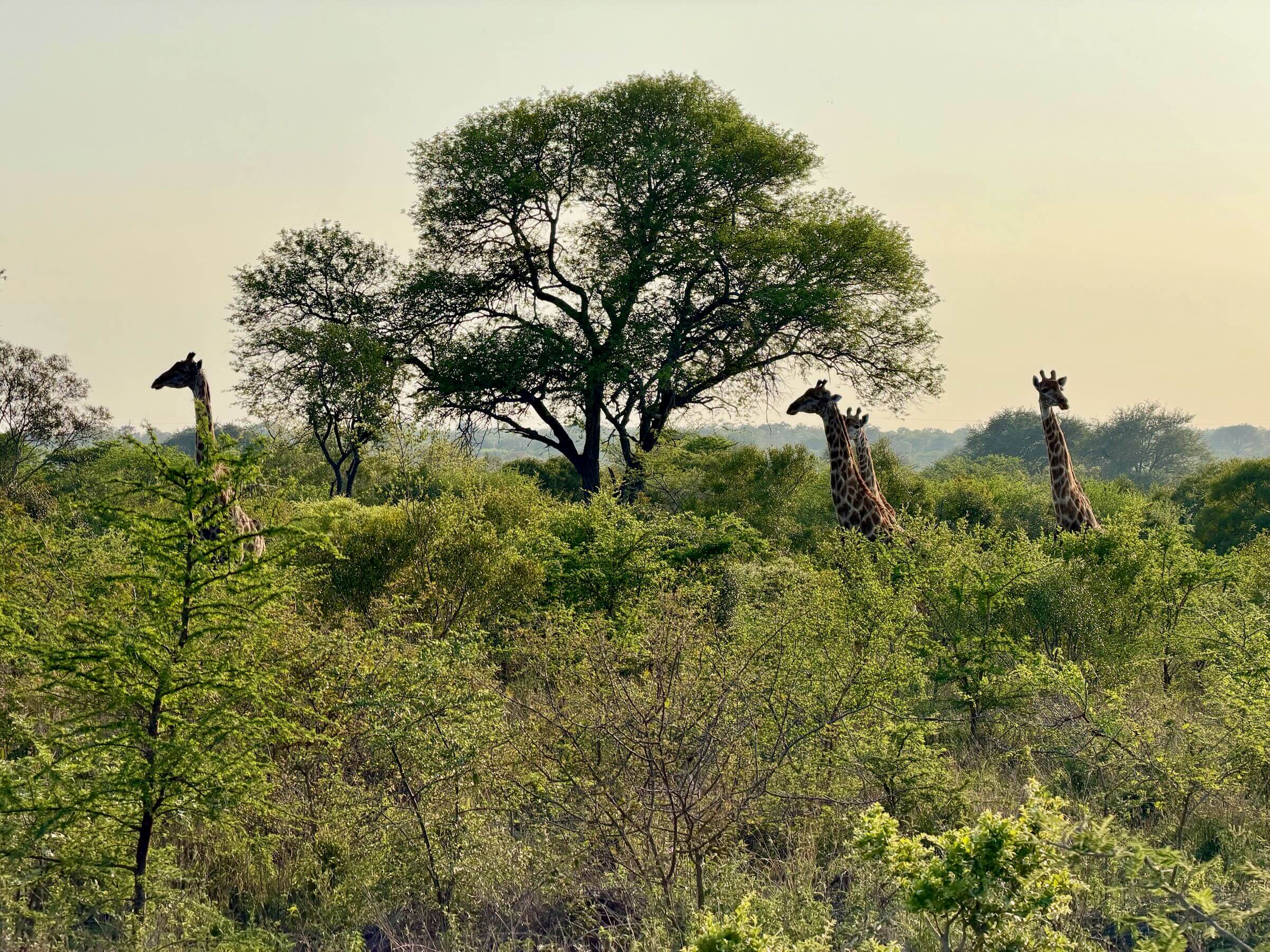 Safári na África do Sul