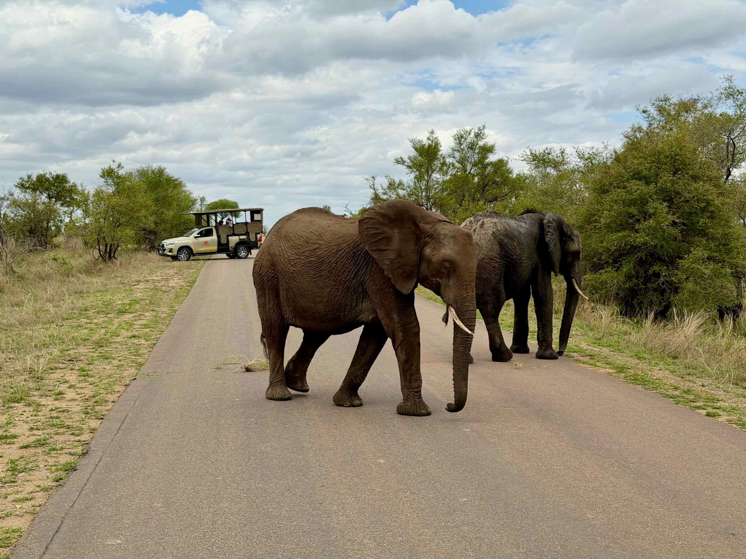 Safári na África do Sul