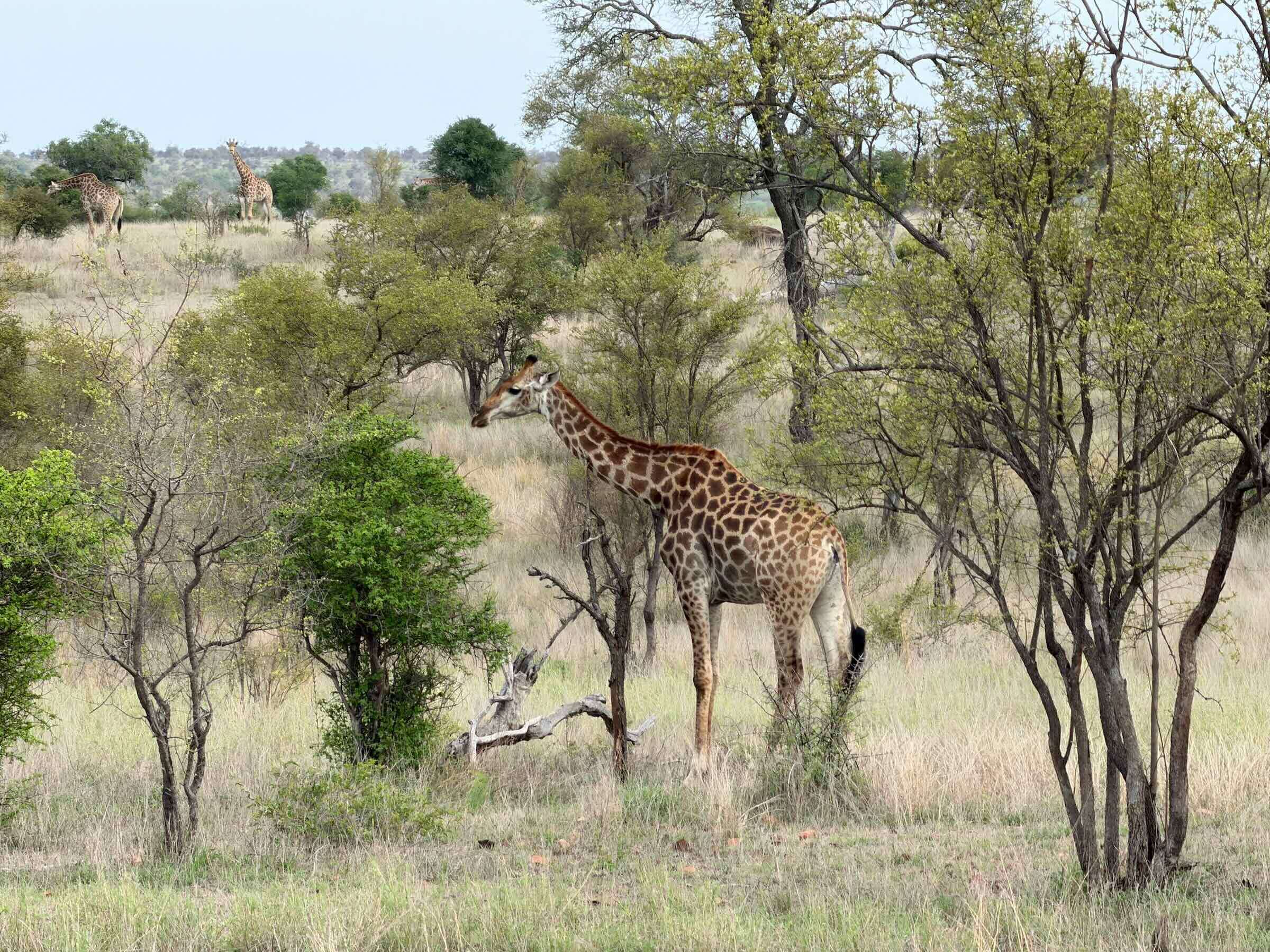 Safári na África do Sul
