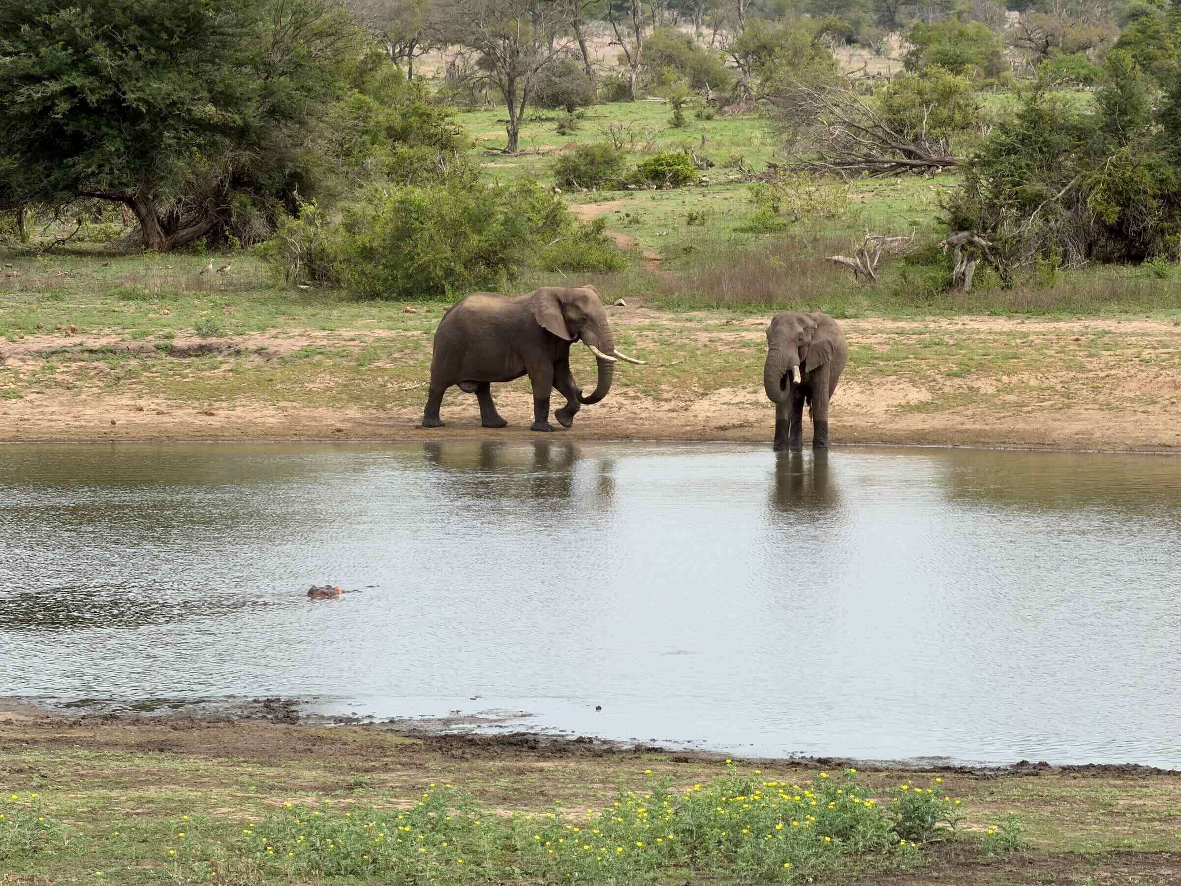 Safári na África do Sul