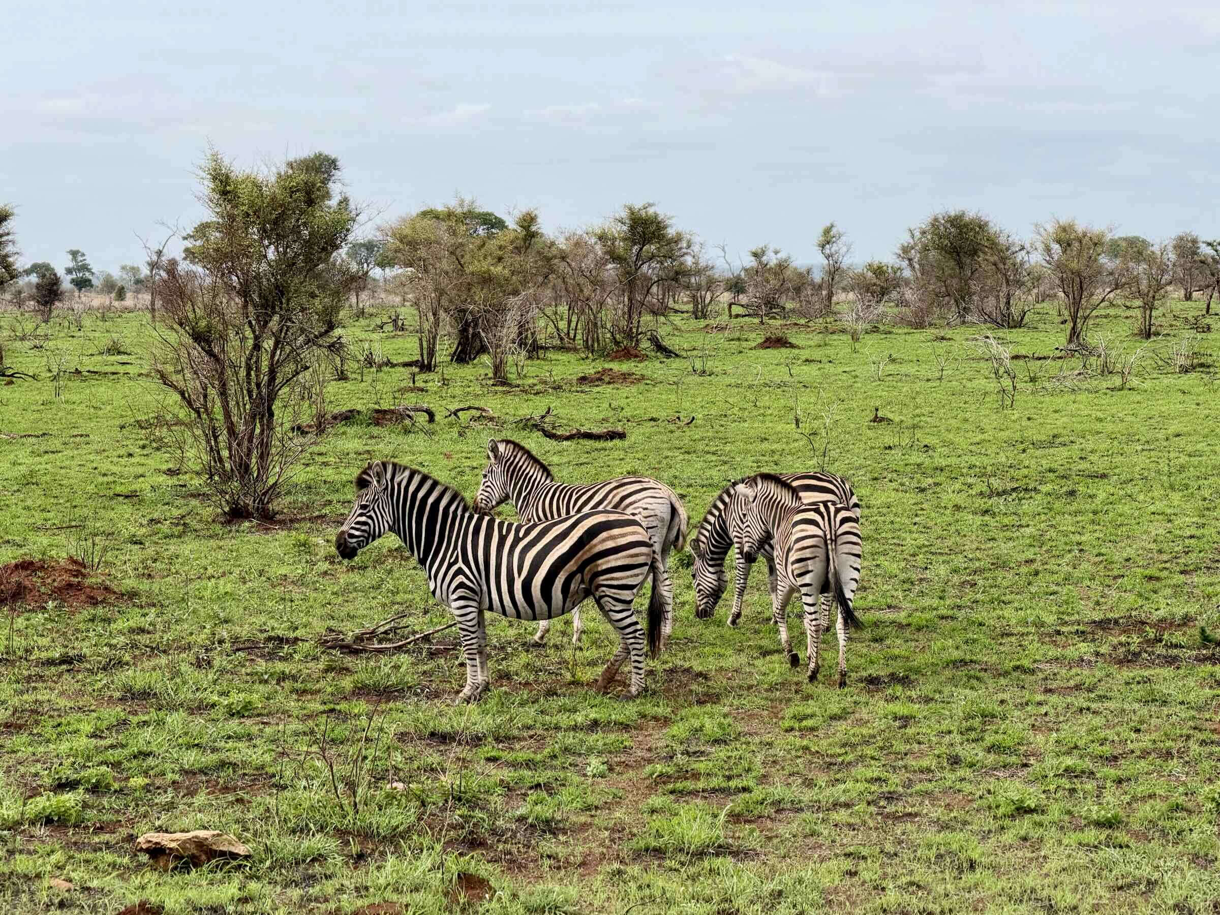 Safári na África do Sul