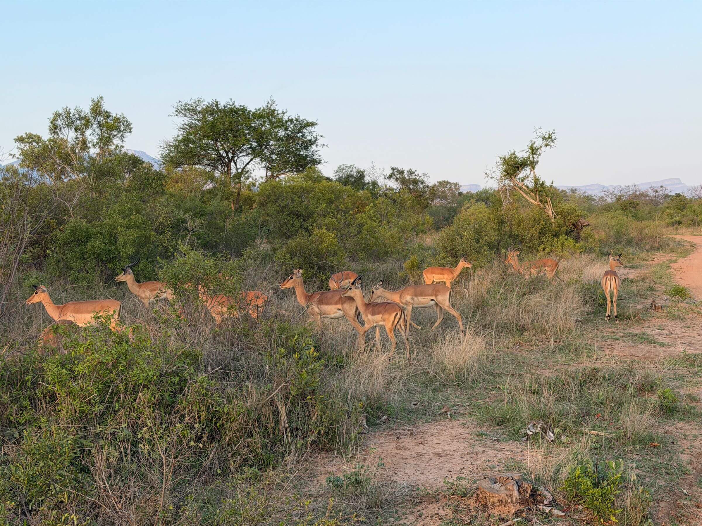 Safári na África do Sul
