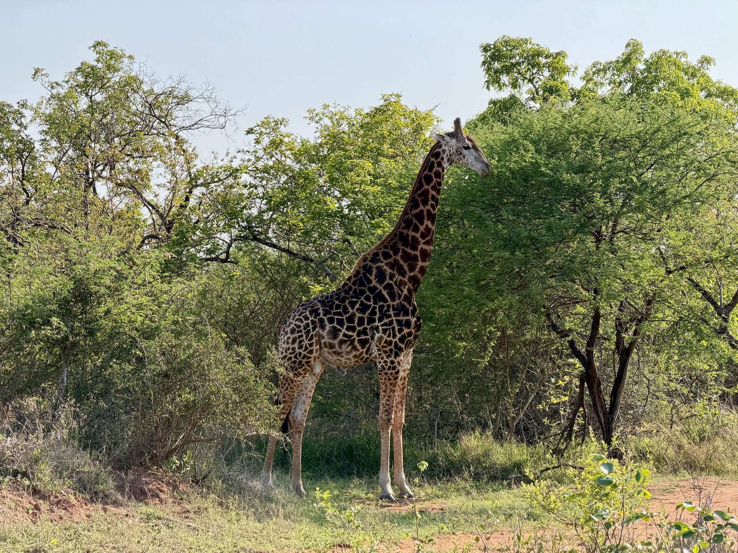 Safári na África do Sul
