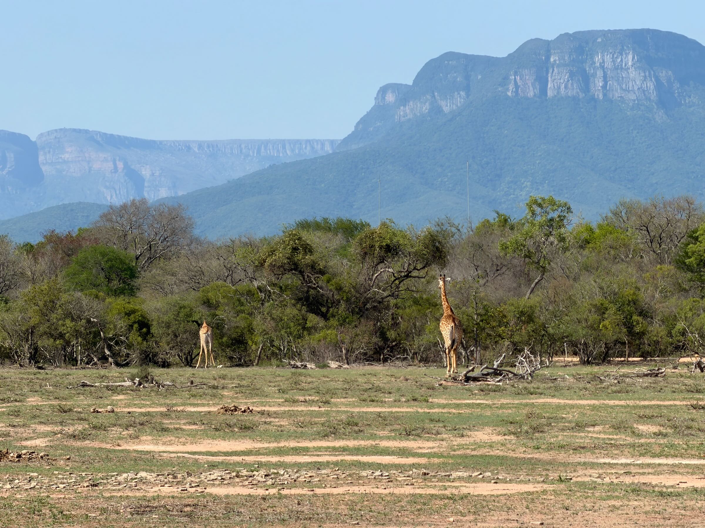 Moditlo River Lodge - nossa experiência em uma reserva privada na savana sul-africana 