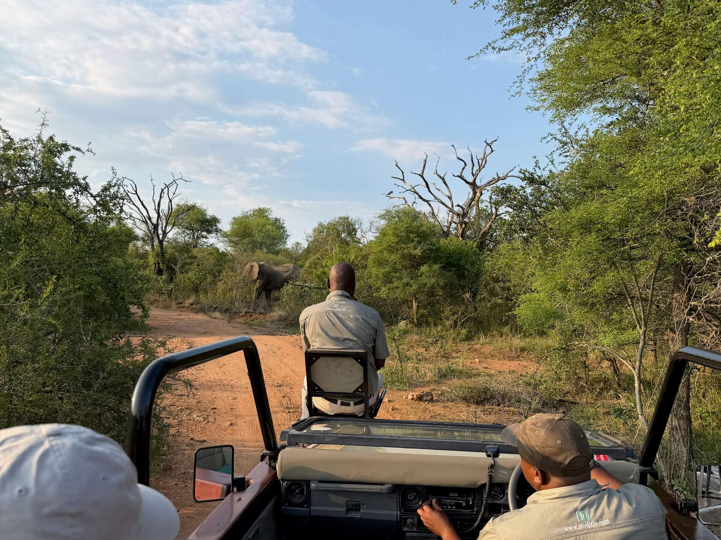Moditlo River Lodge - nossa experiência em uma reserva privada na savana sul-africana 