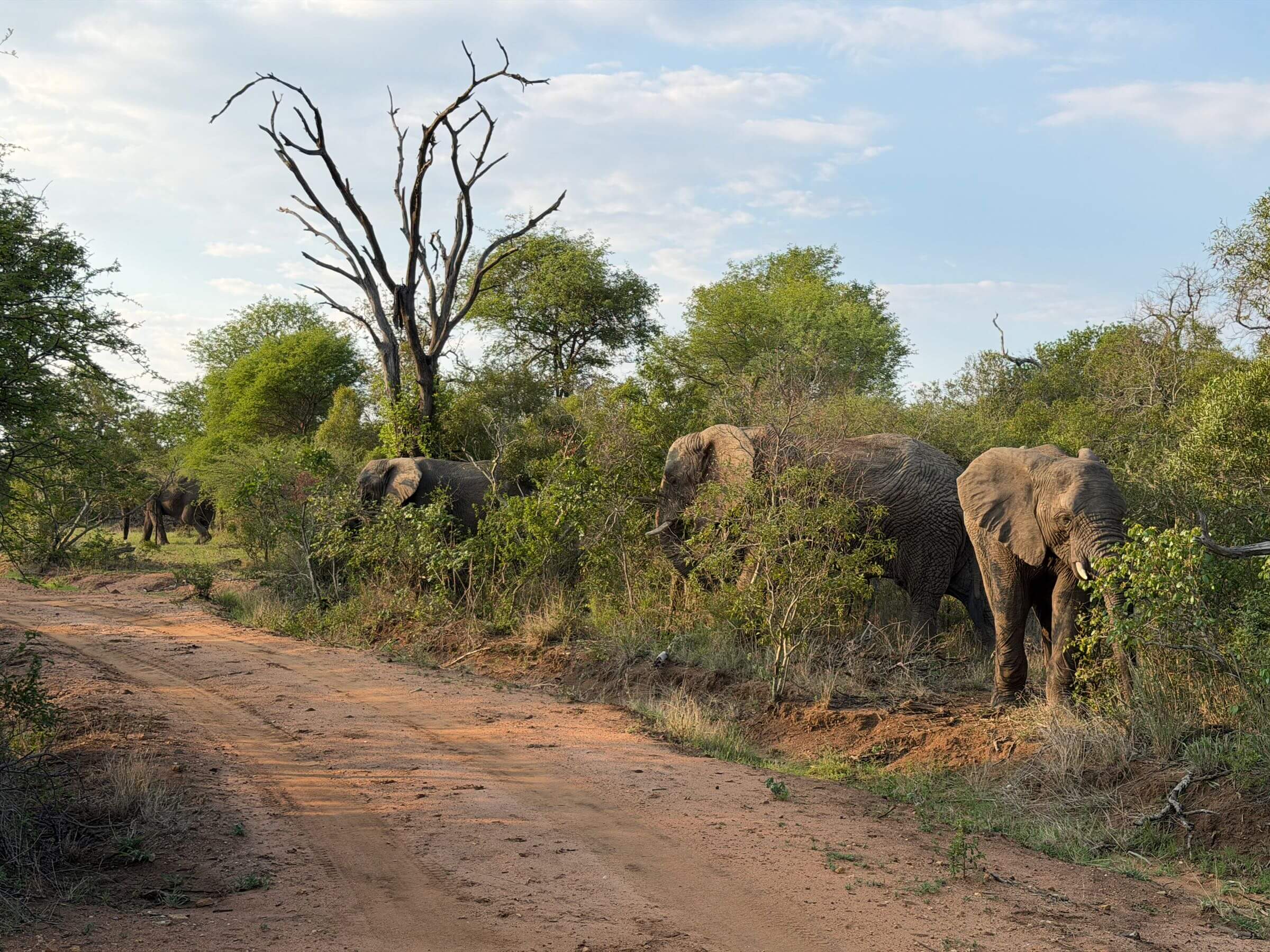 Moditlo River Lodge - nossa experiência em uma reserva privada na savana sul-africana 