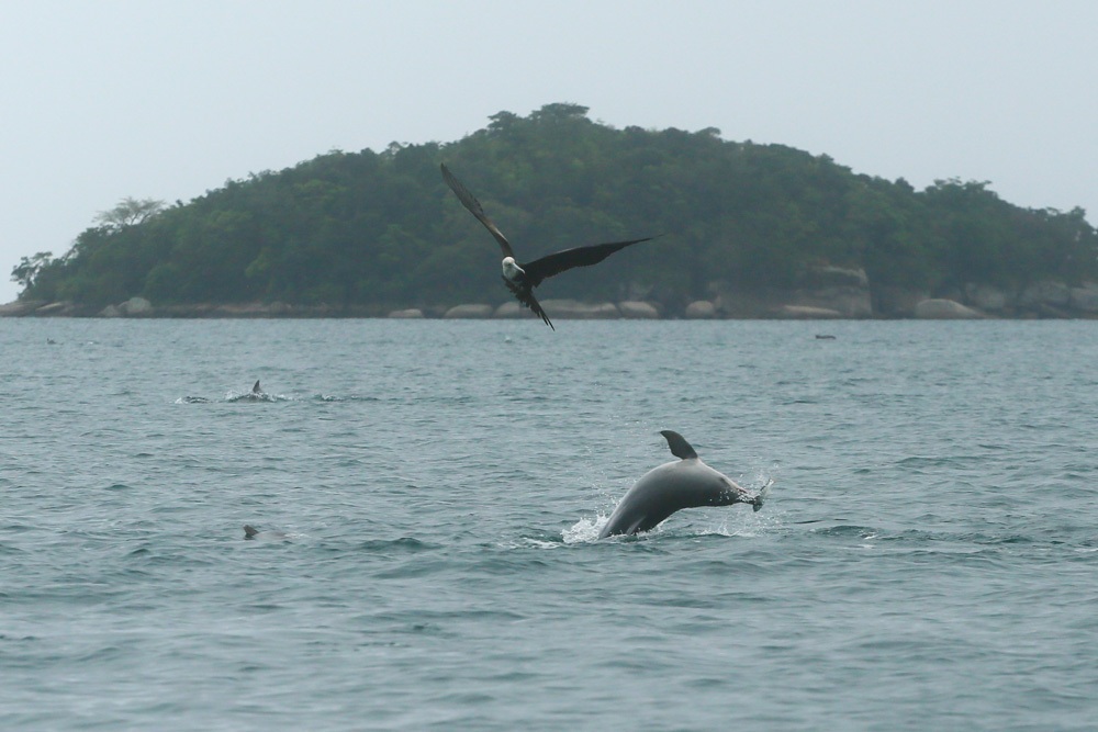 Ilha do Algodão