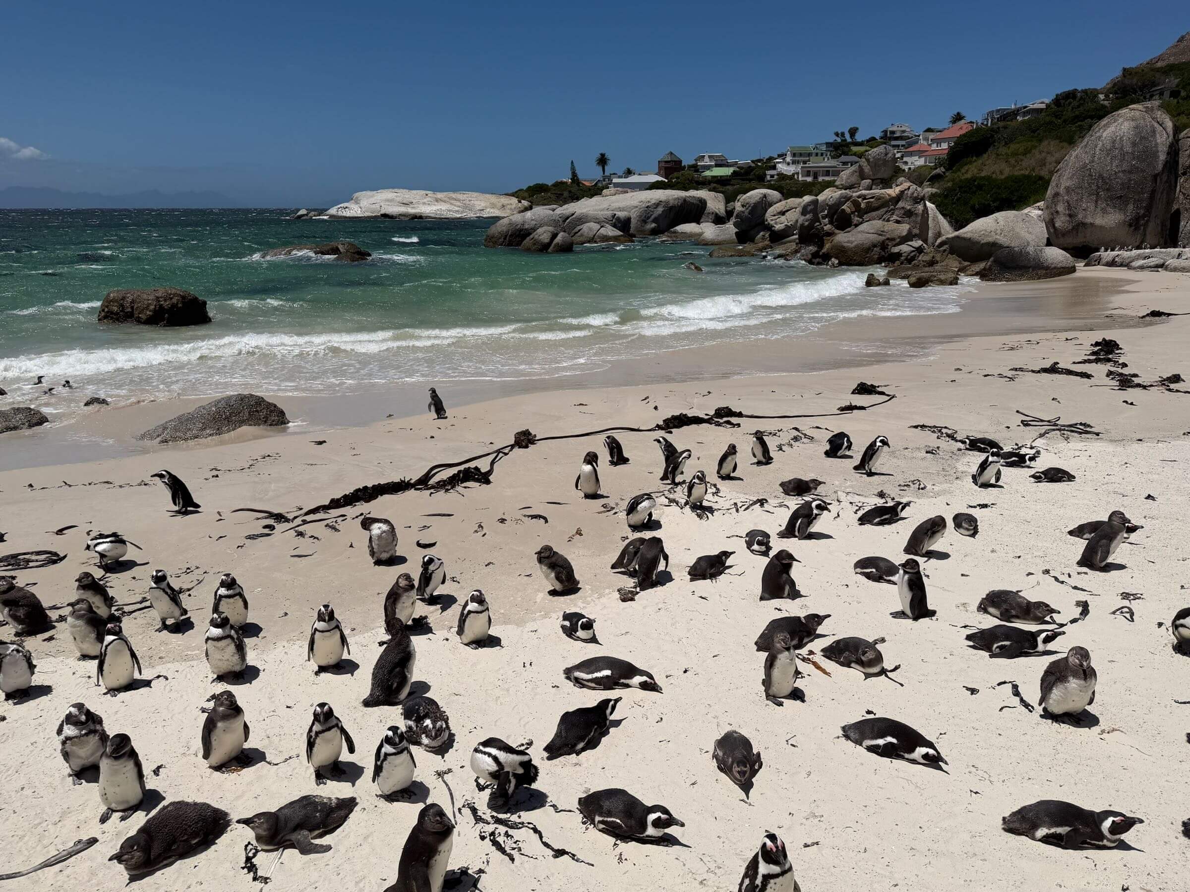 Boulders Beach