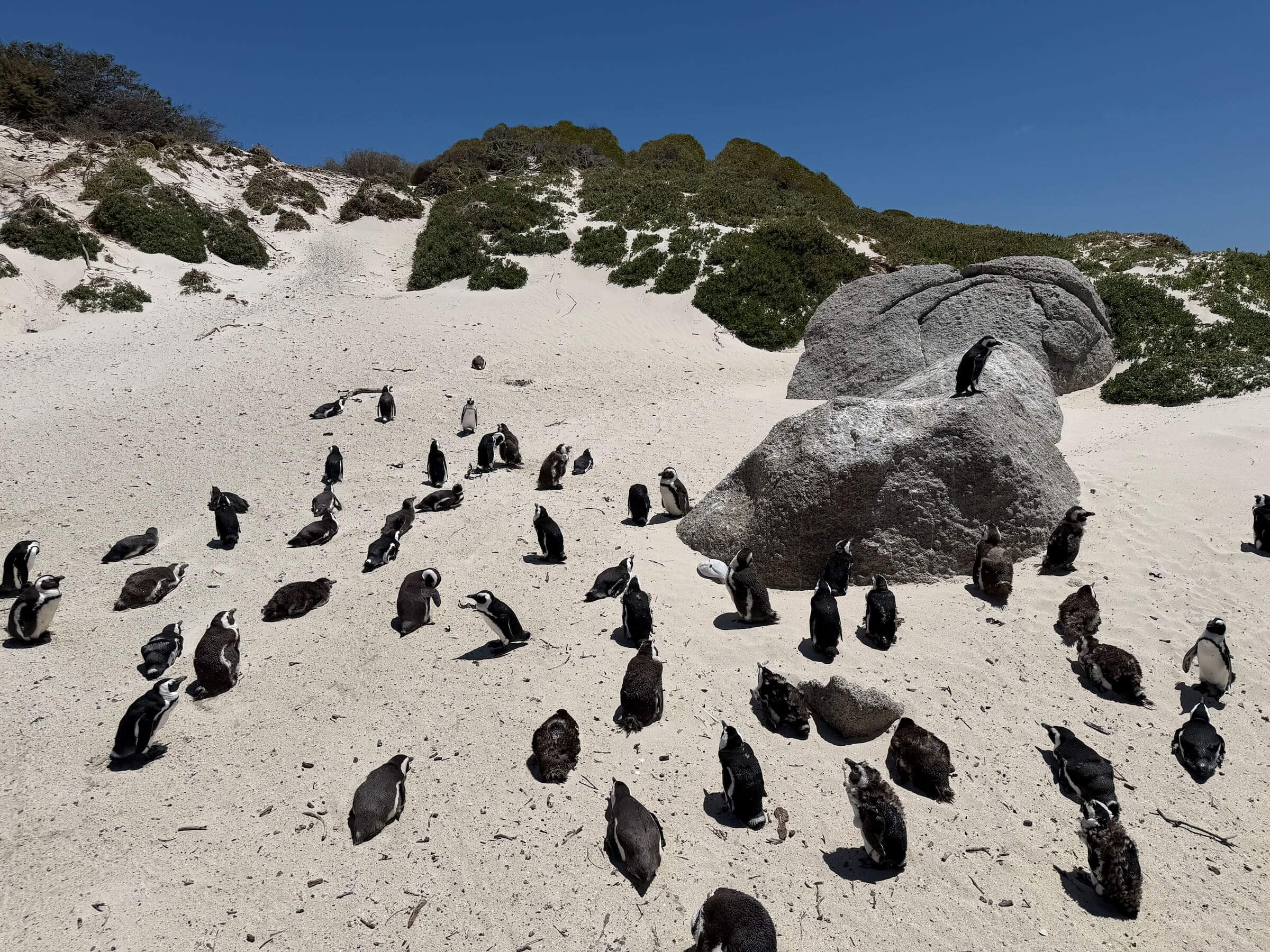 Boulders Beach