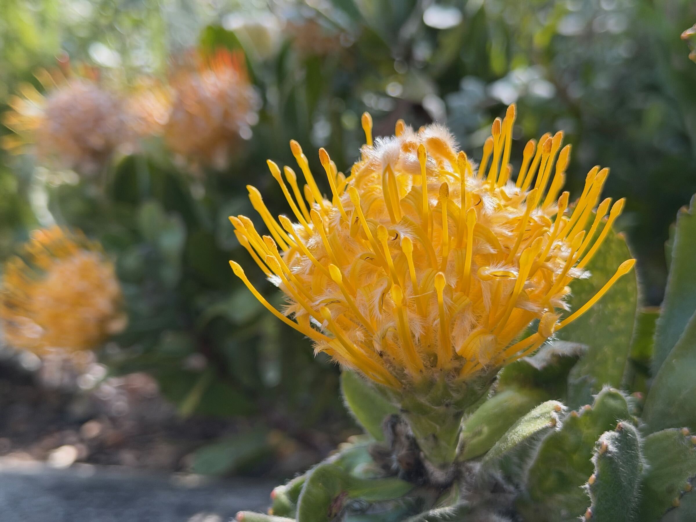 Kirstenbosch Botanical Gardens