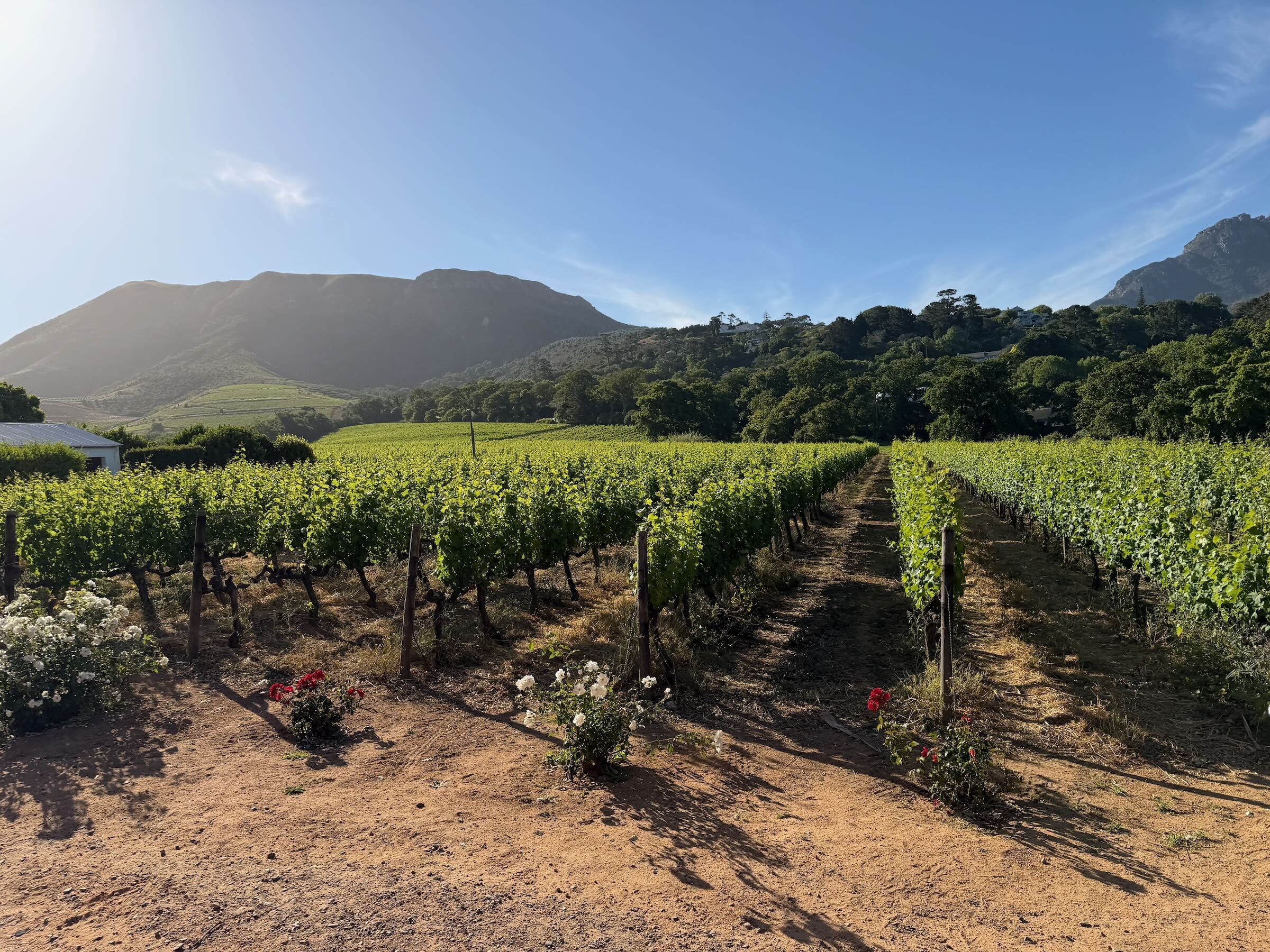 Constantia