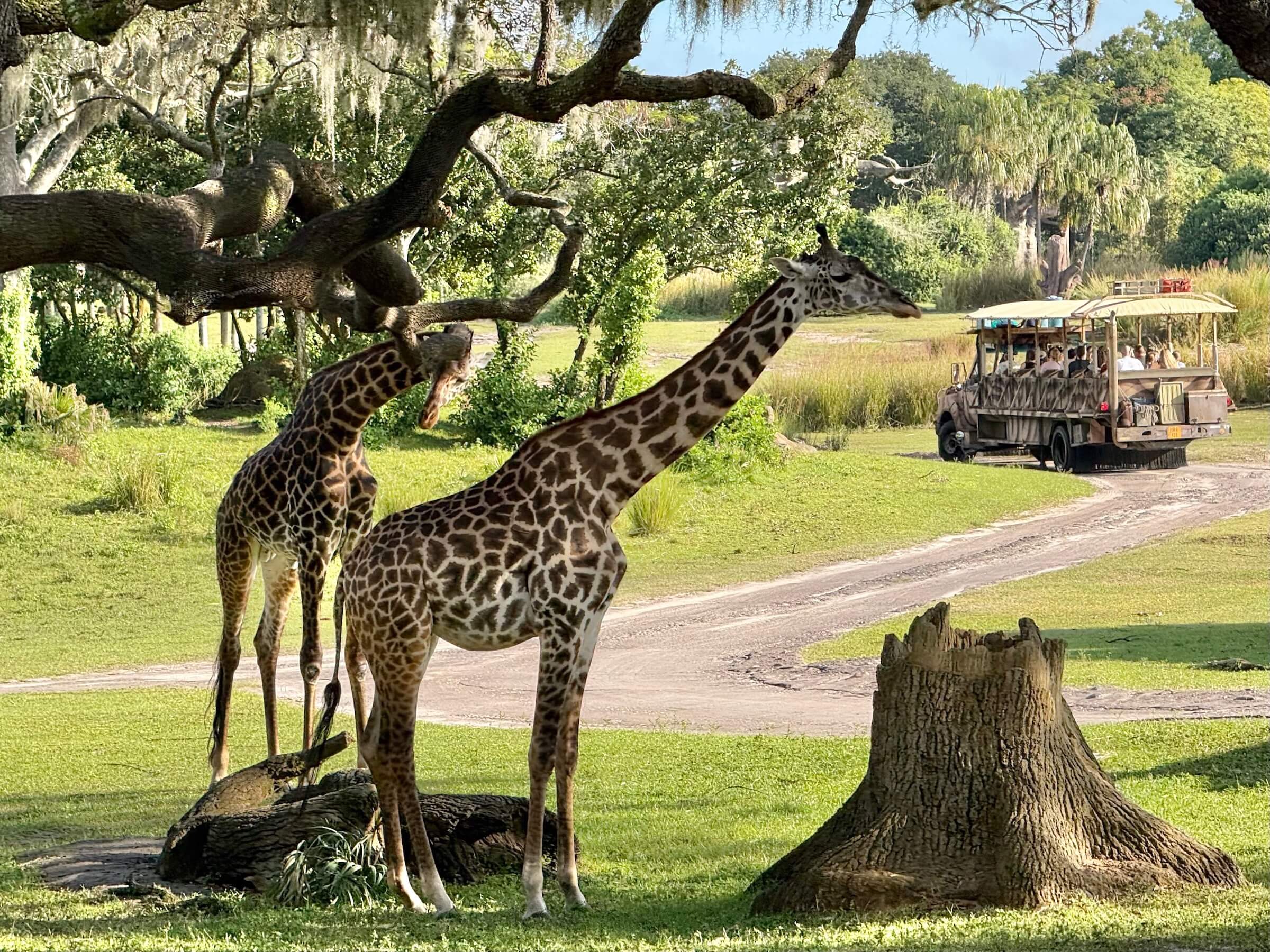 Animal Kingdom