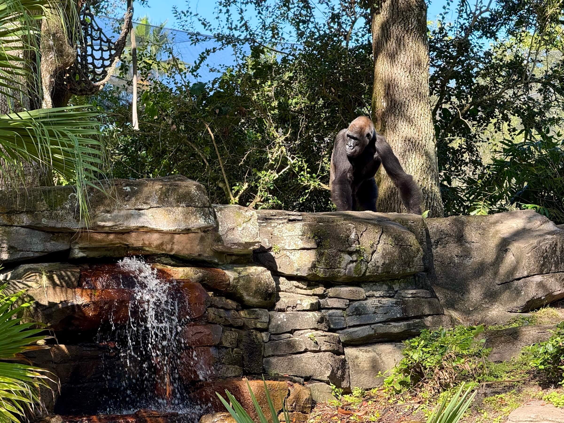 Animal Kingdom