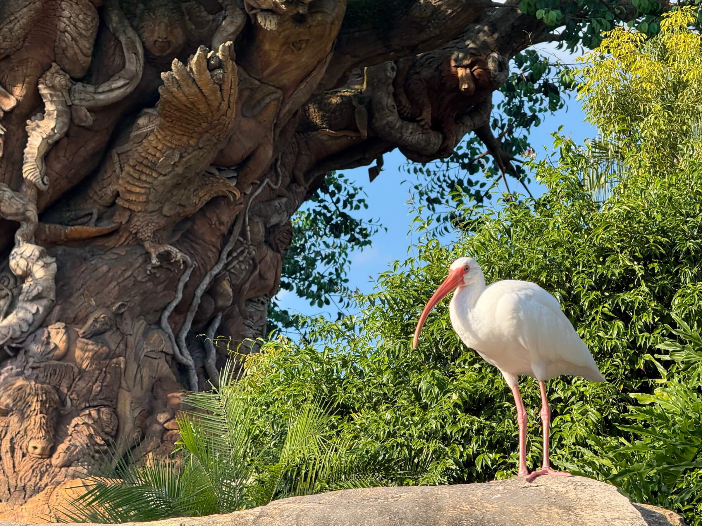 Animal Kingdom