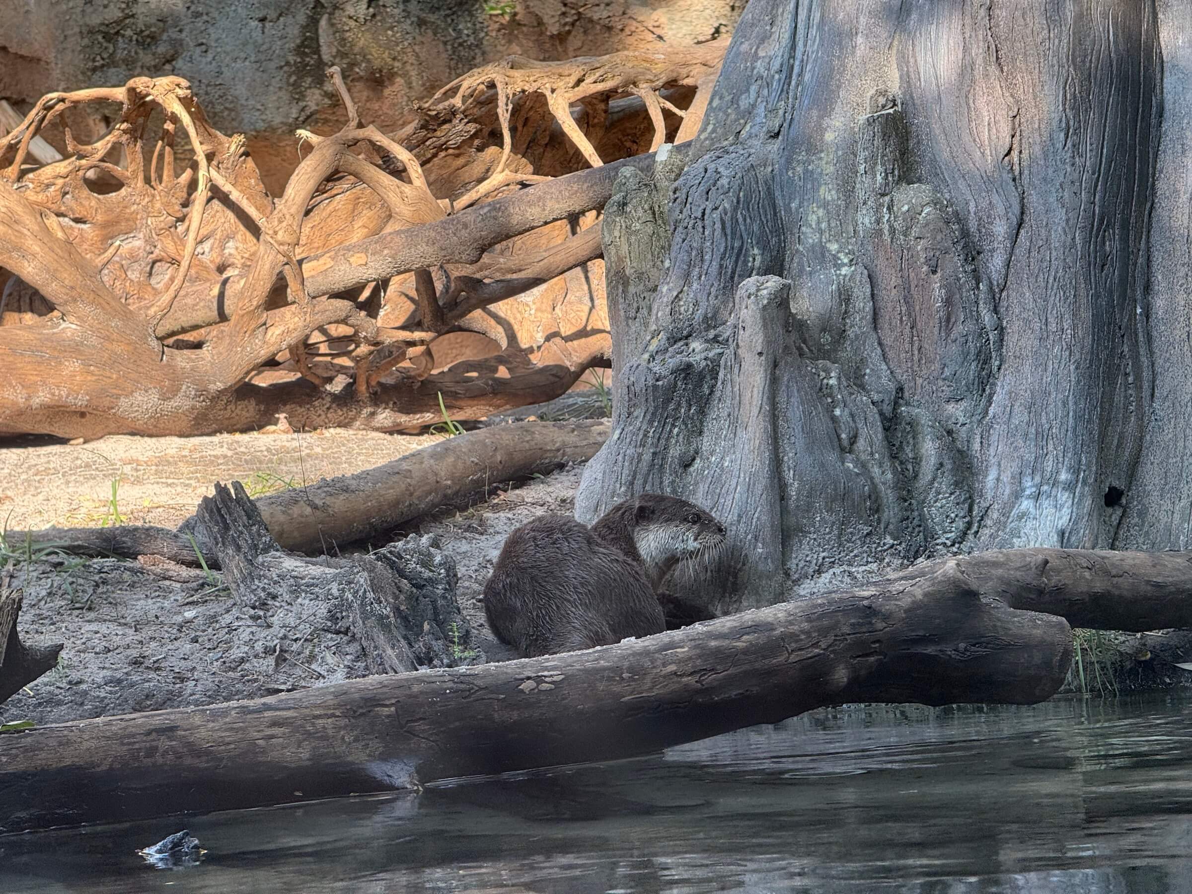 Animal Kingdom