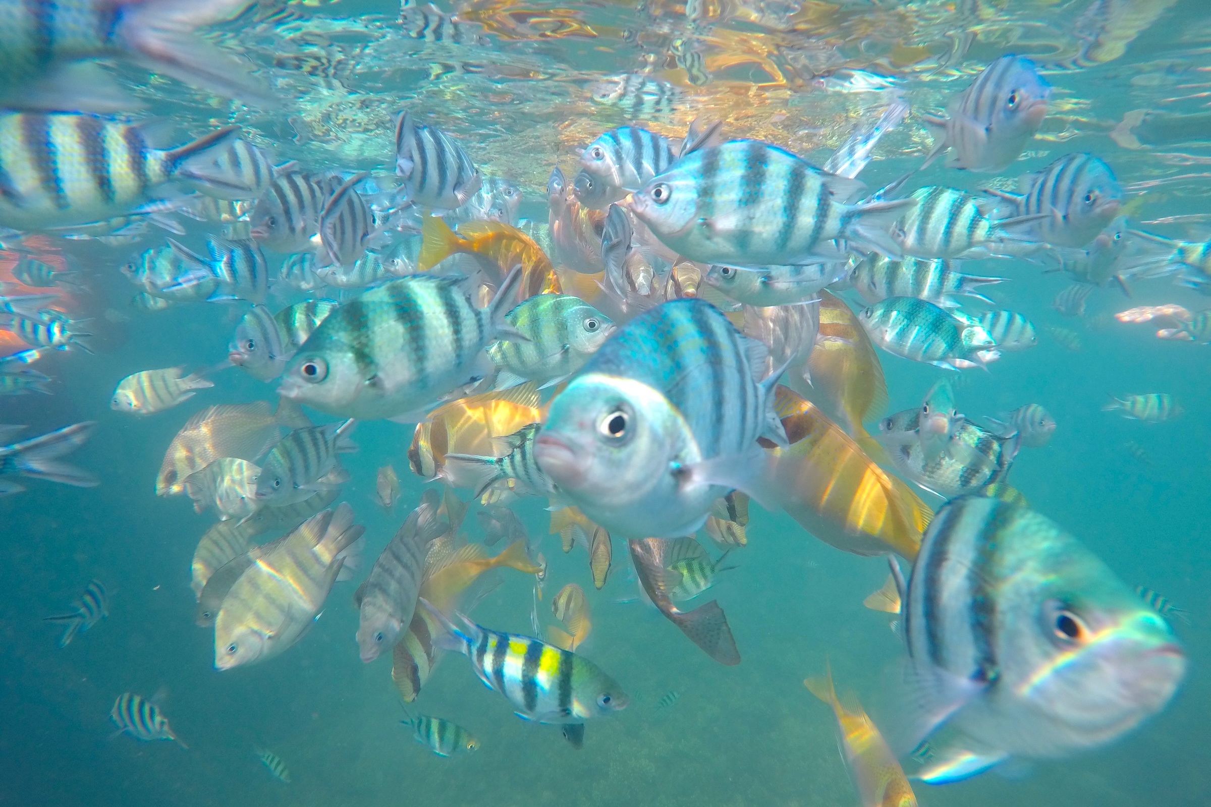 Golfo da Tailândia: Koh Samui, Koh Phangan e Koh Tao — qual ilha escolher?